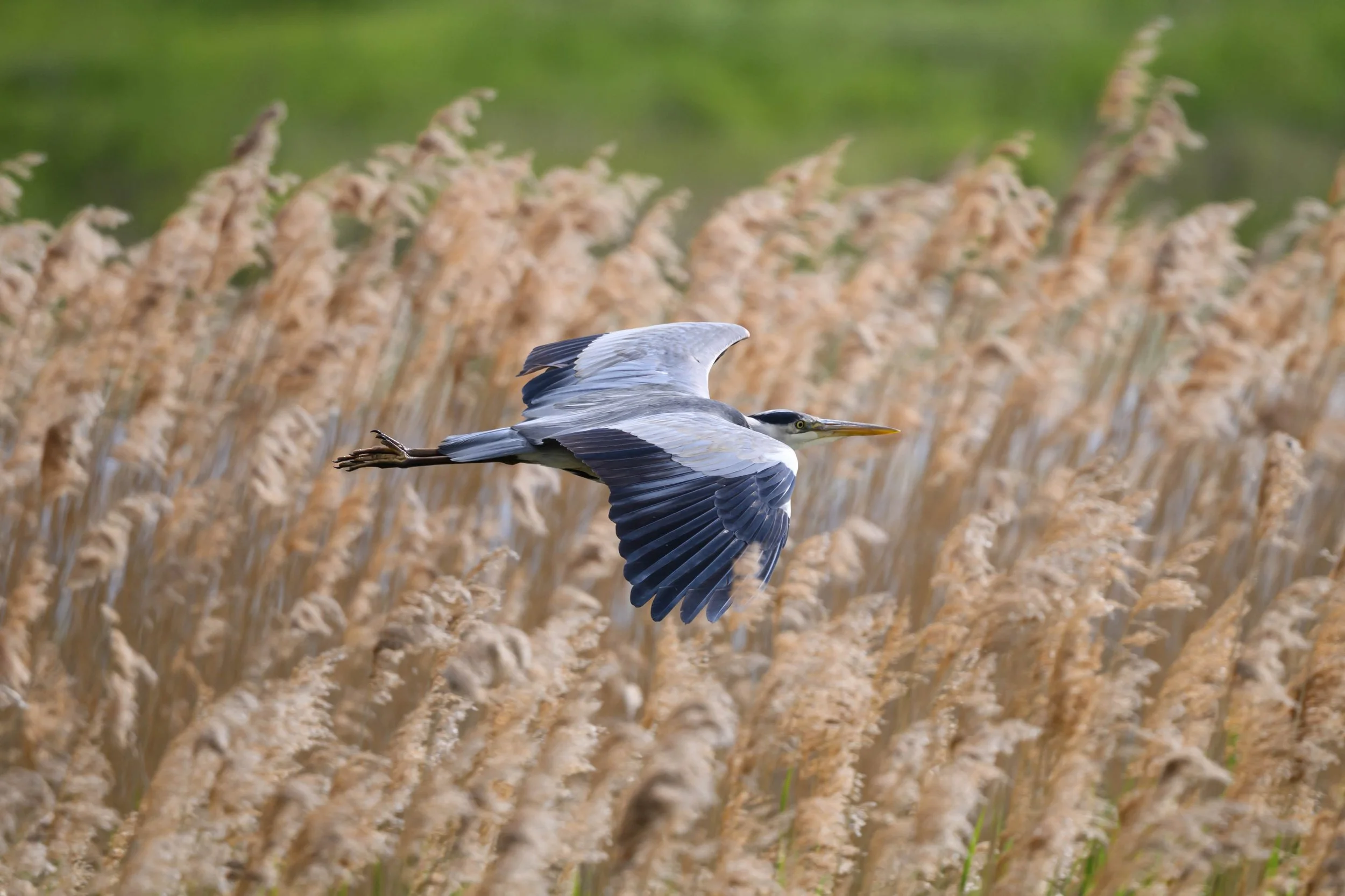 A heron flying over tall golden-brown grass with a blurred green background.