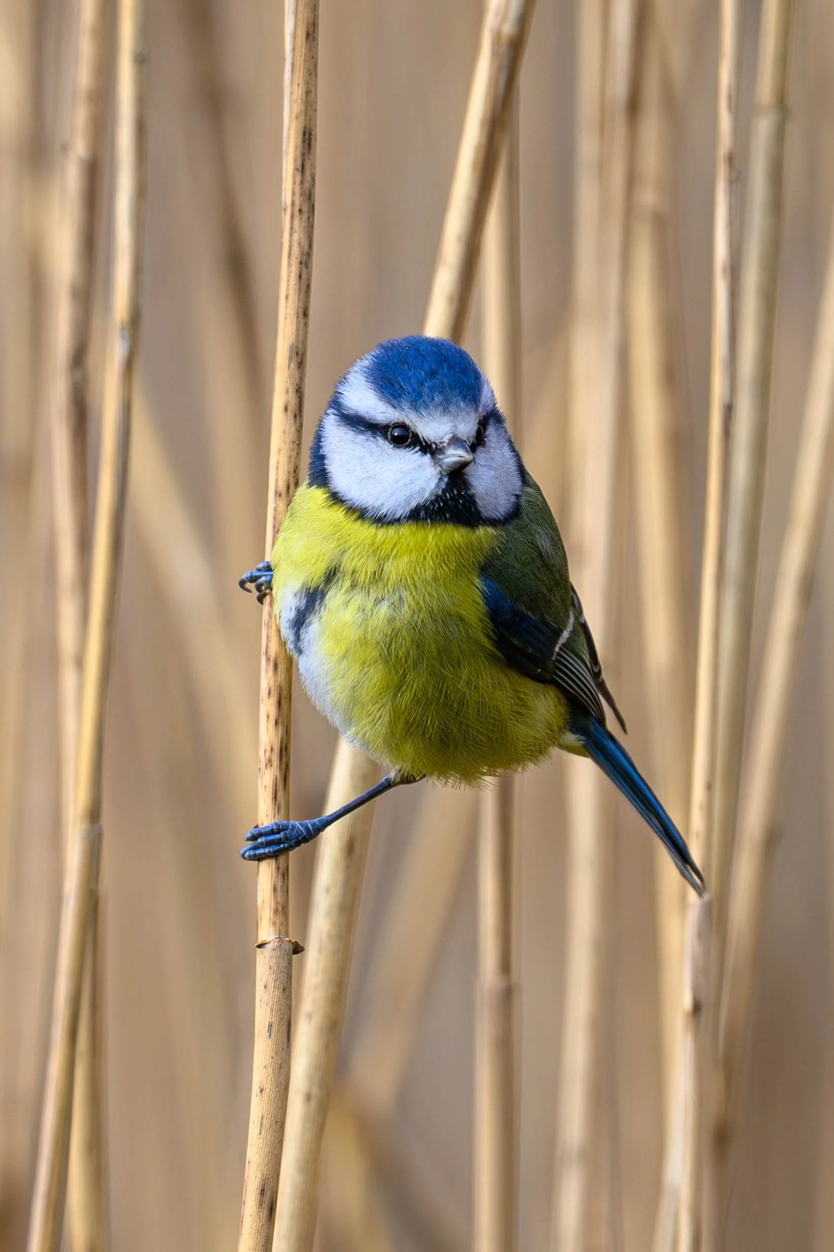 A small blue and yellow bird perched on a dry reed stem amidst tall dry grasses.