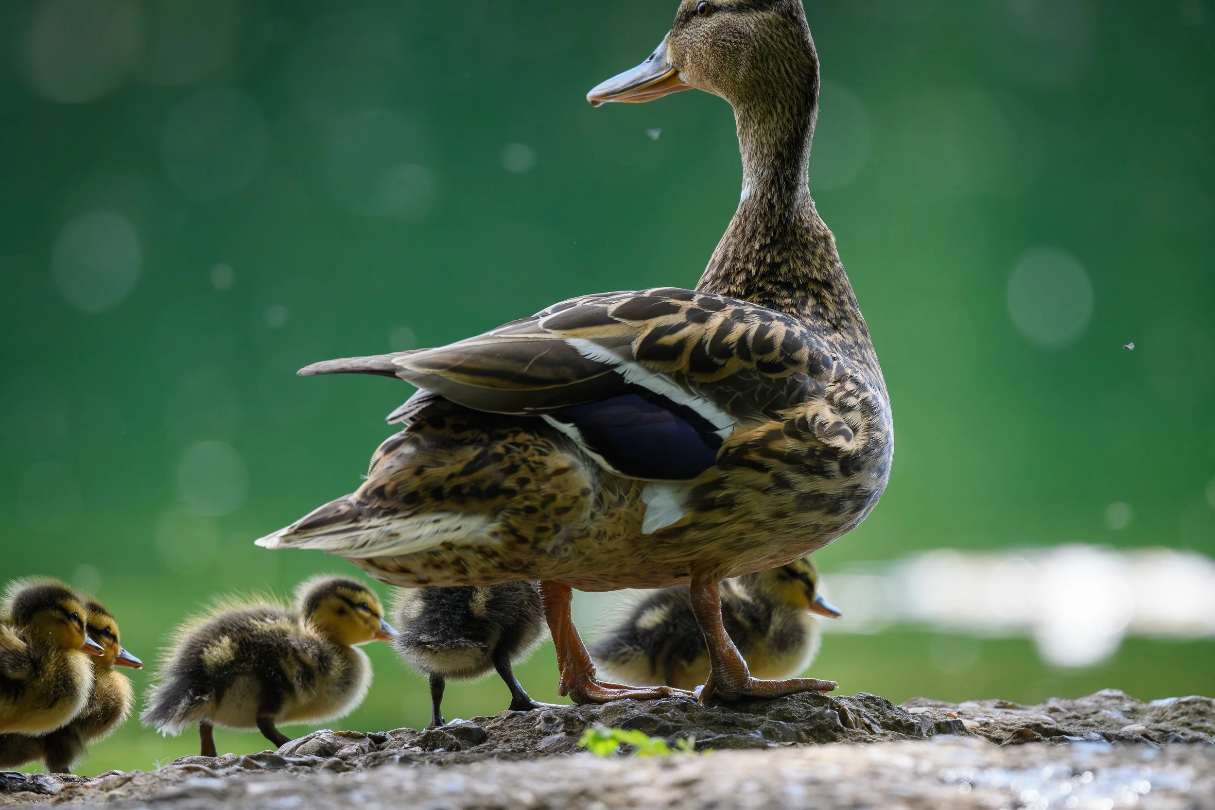 A mother duck standing on a rock with several ducklings around her, background of green water.