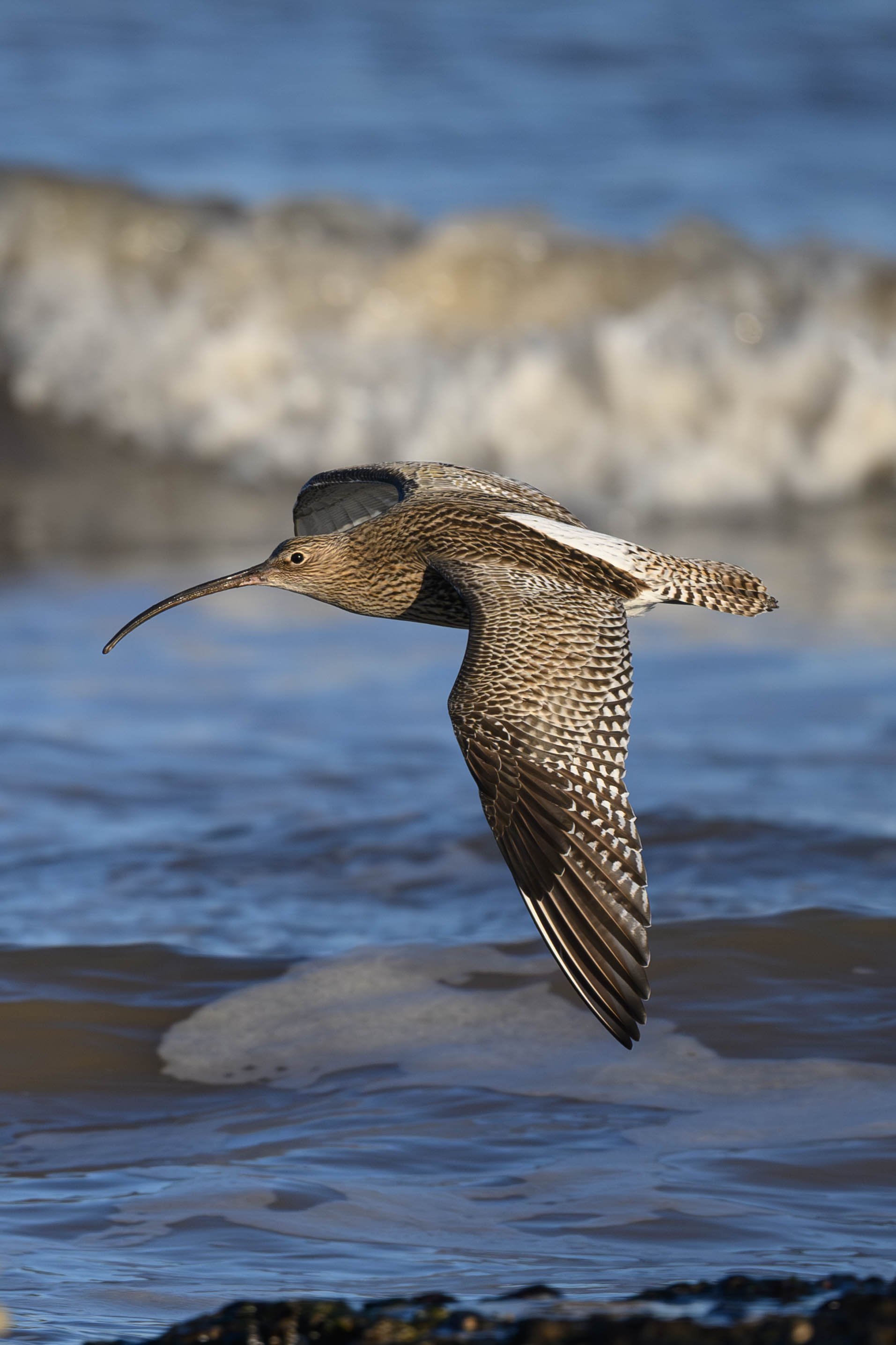 A brown and beige shorebird with a long, curved beak flying low over water.