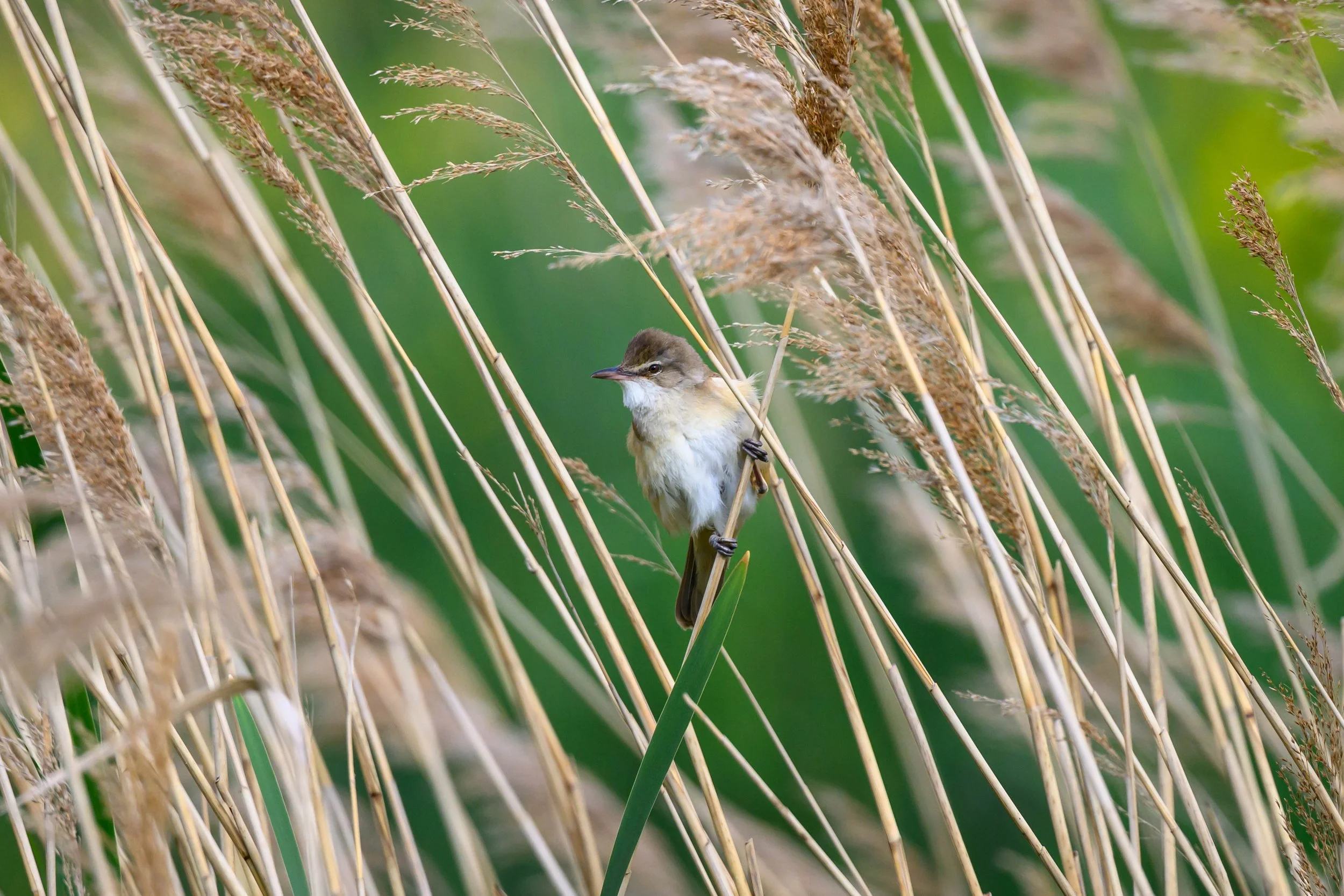 A small bird perched on a tall green reed among dry grass stems in a wetland environment.