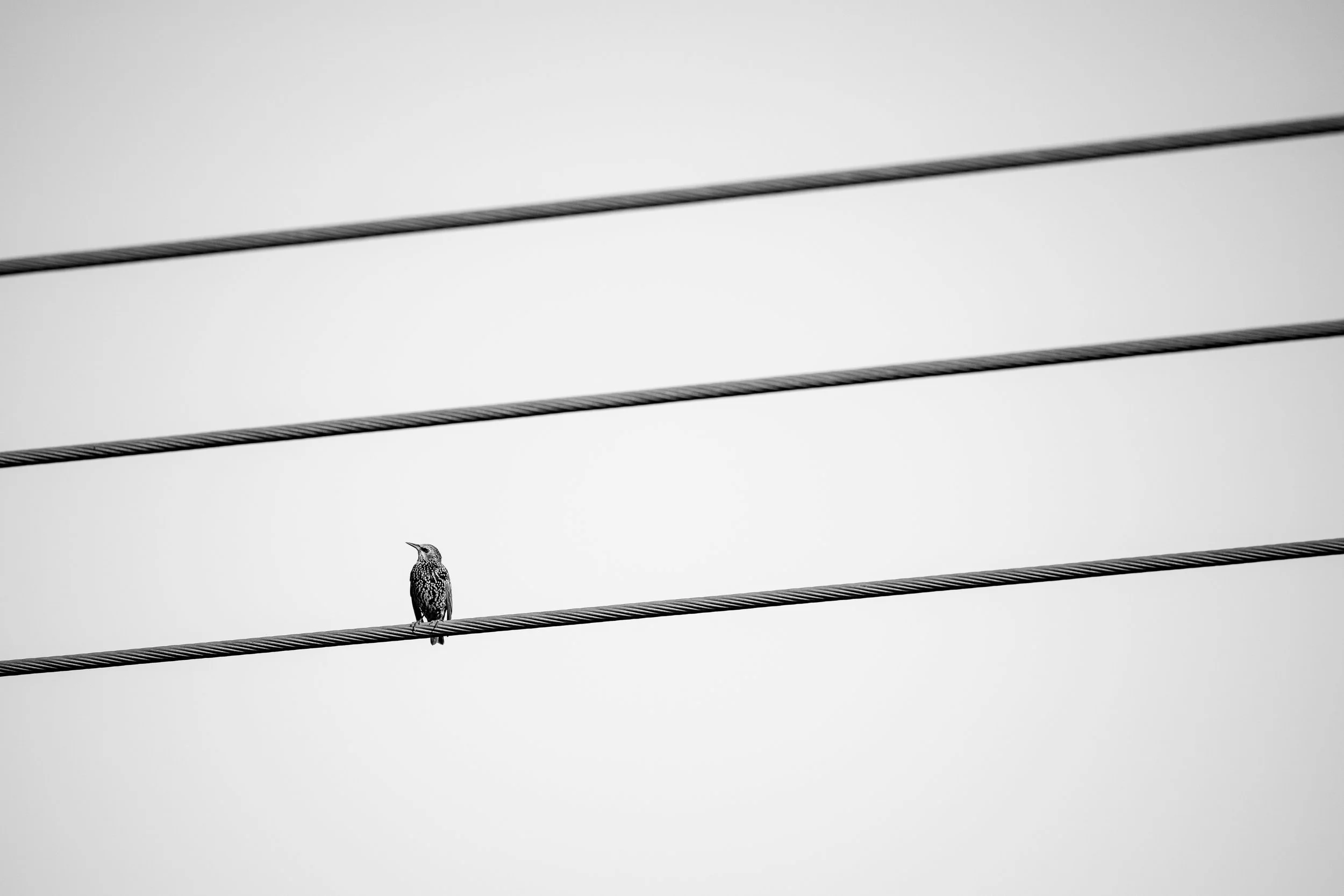 A bird perched on a utility wire against a plain sky background.