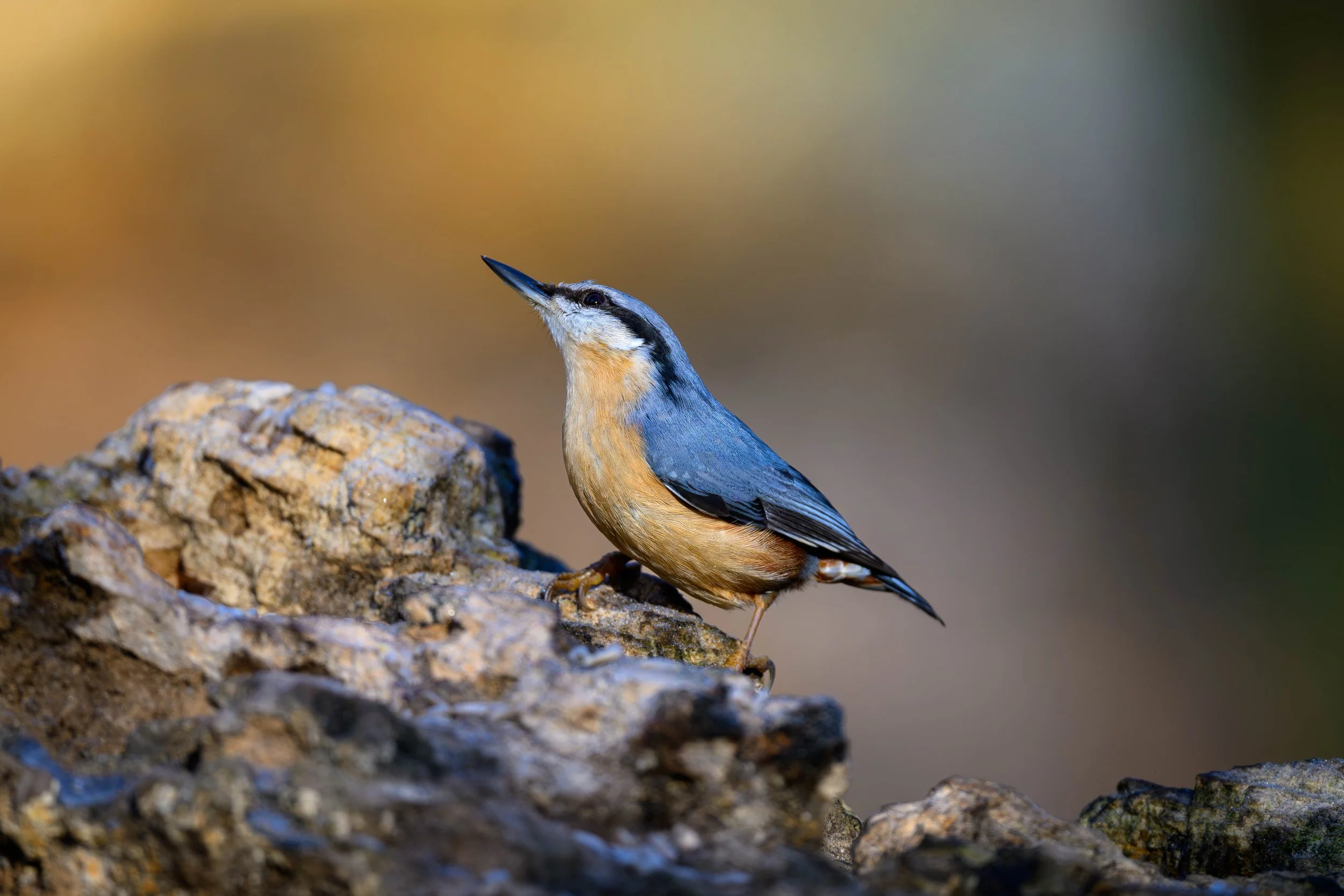 A small bird with blue, black, and beige feathers perched on a rock.