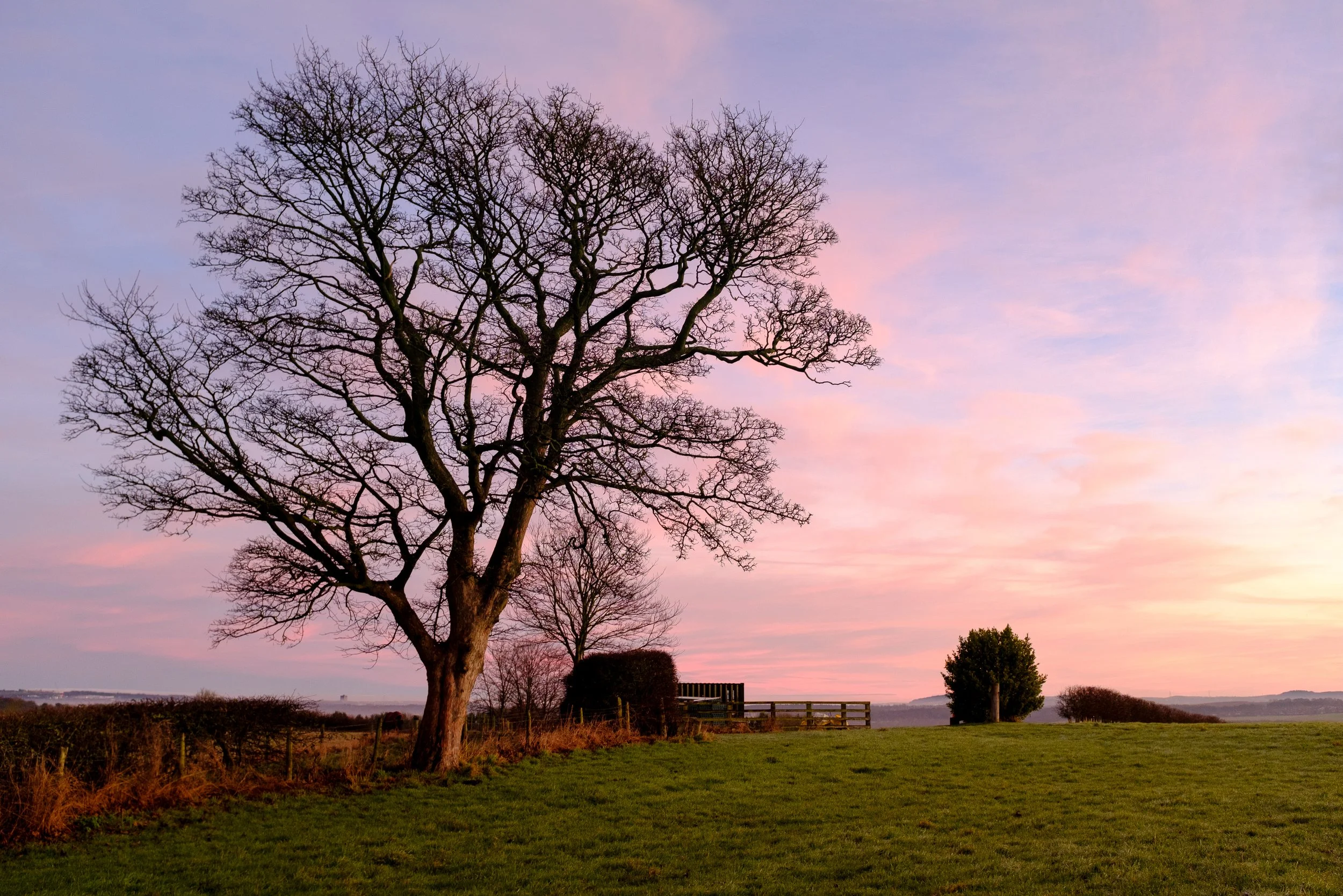 A leafless tree on a grassy field during sunset with pink and purple clouds in the sky.