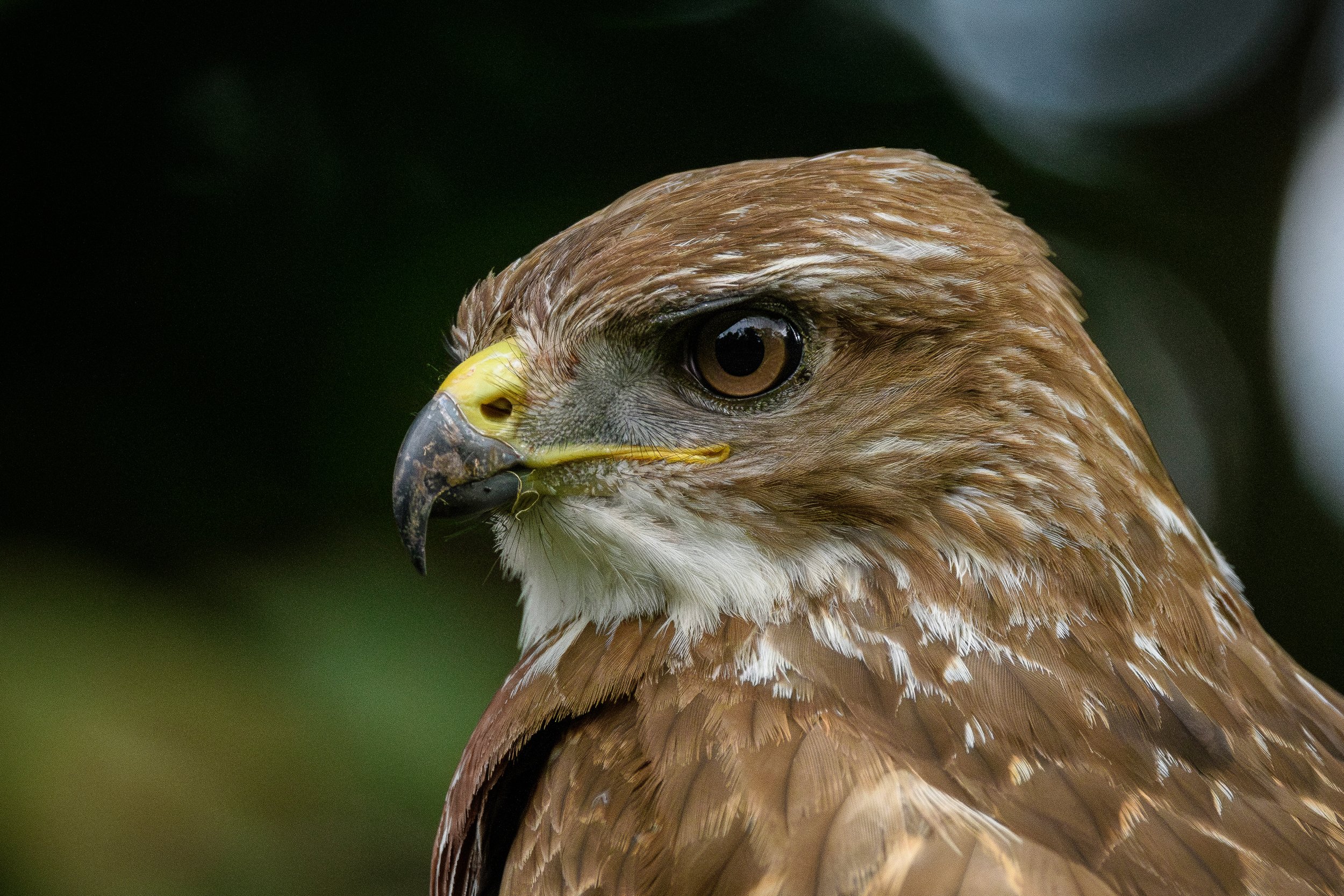 Close-up of a hawk's head showing its sharp beak and brown feathers with a dark background.