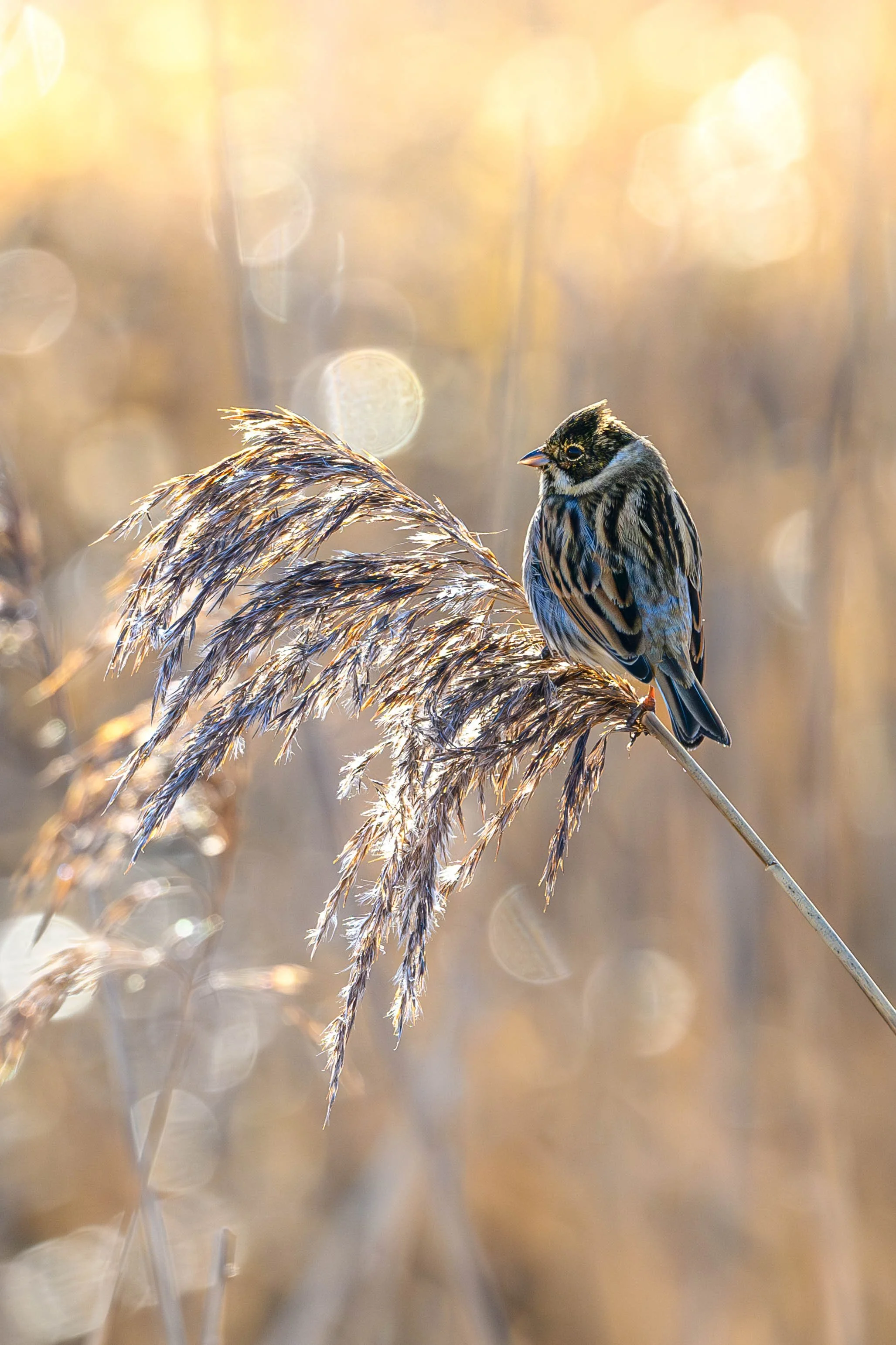 A small bird with black, brown, and white streaked feathers perched on a bending reed in a field of tall, dried grass during golden hour sunlight.
