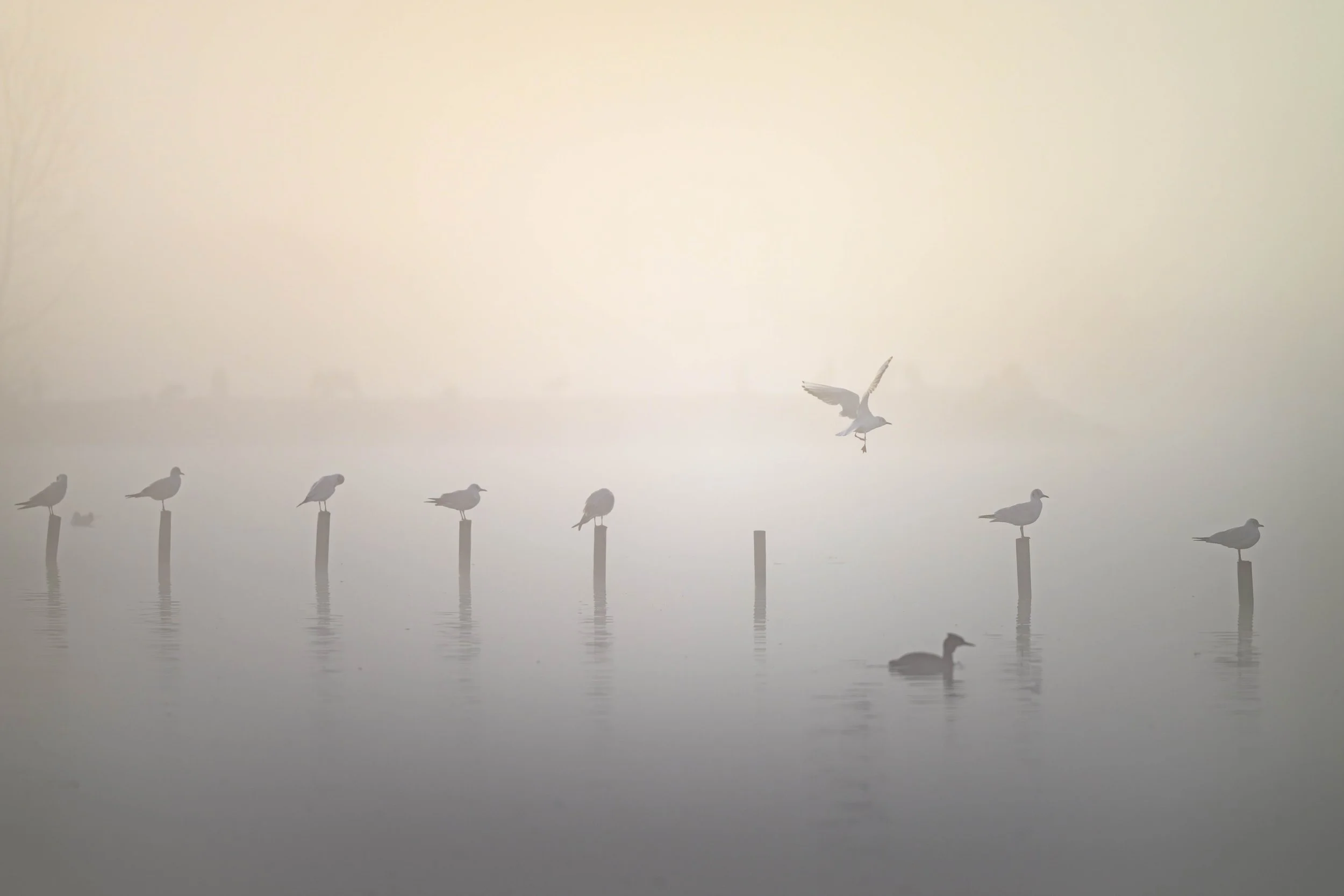 A group of seagulls perched on wooden posts in a foggy water setting, with one seagull flying