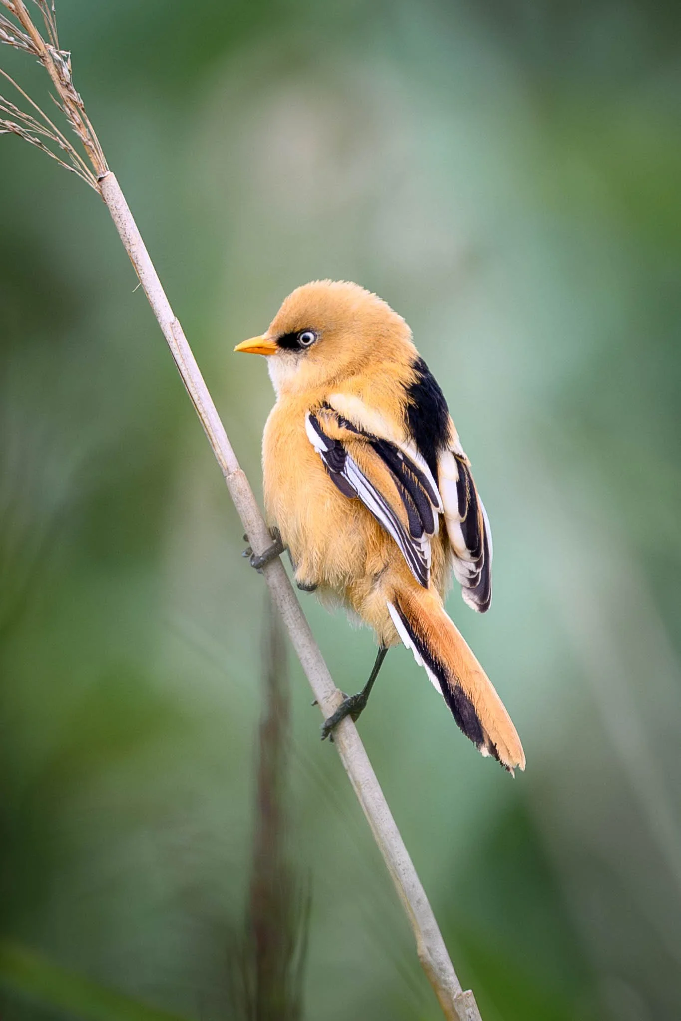 A yellow and black bird perched on a thin branch with a blurred green background.