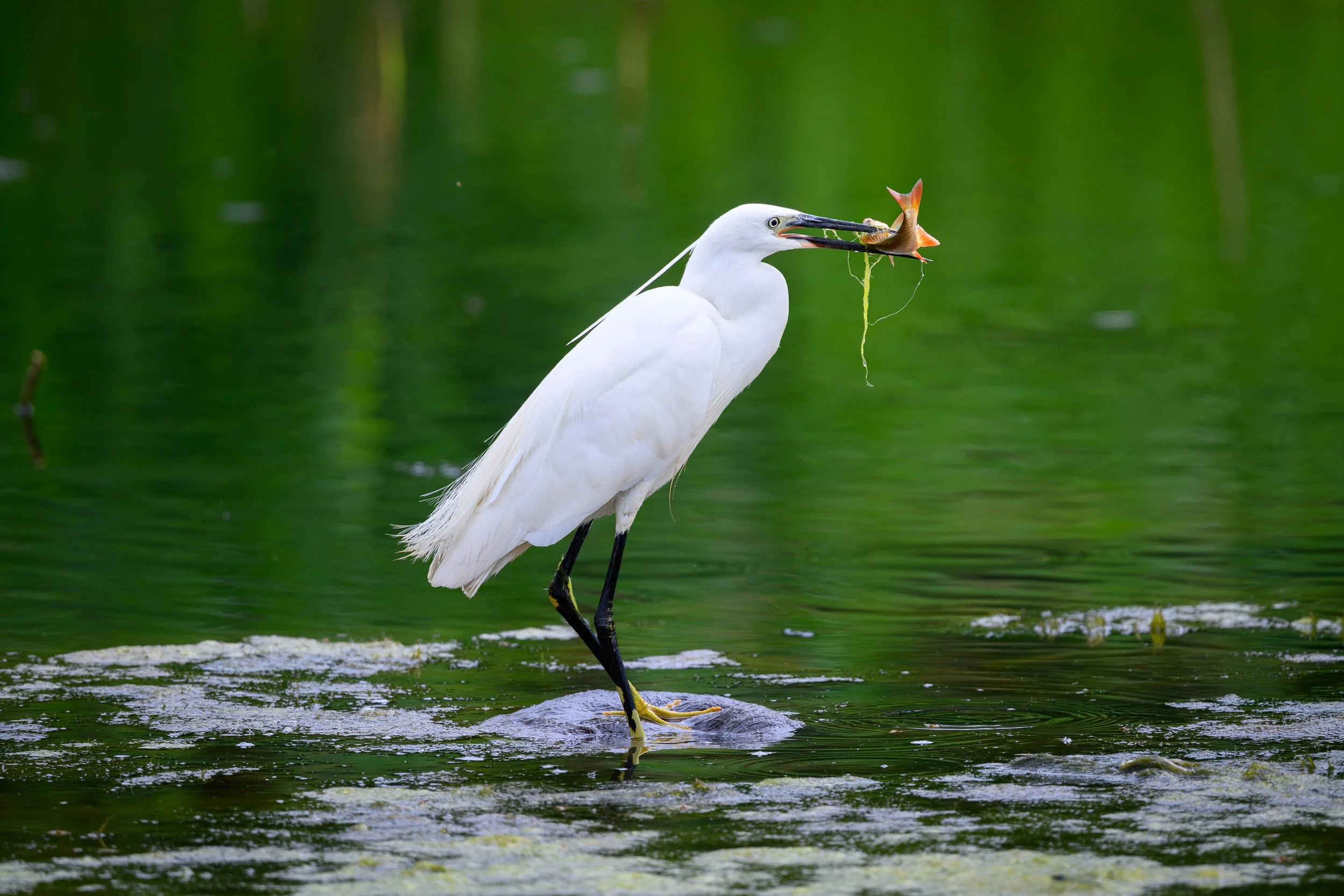 A white heron standing in water, catching a fish with its beak. The heron has black legs and yellow feet, and the background is a lush green reflection of trees.