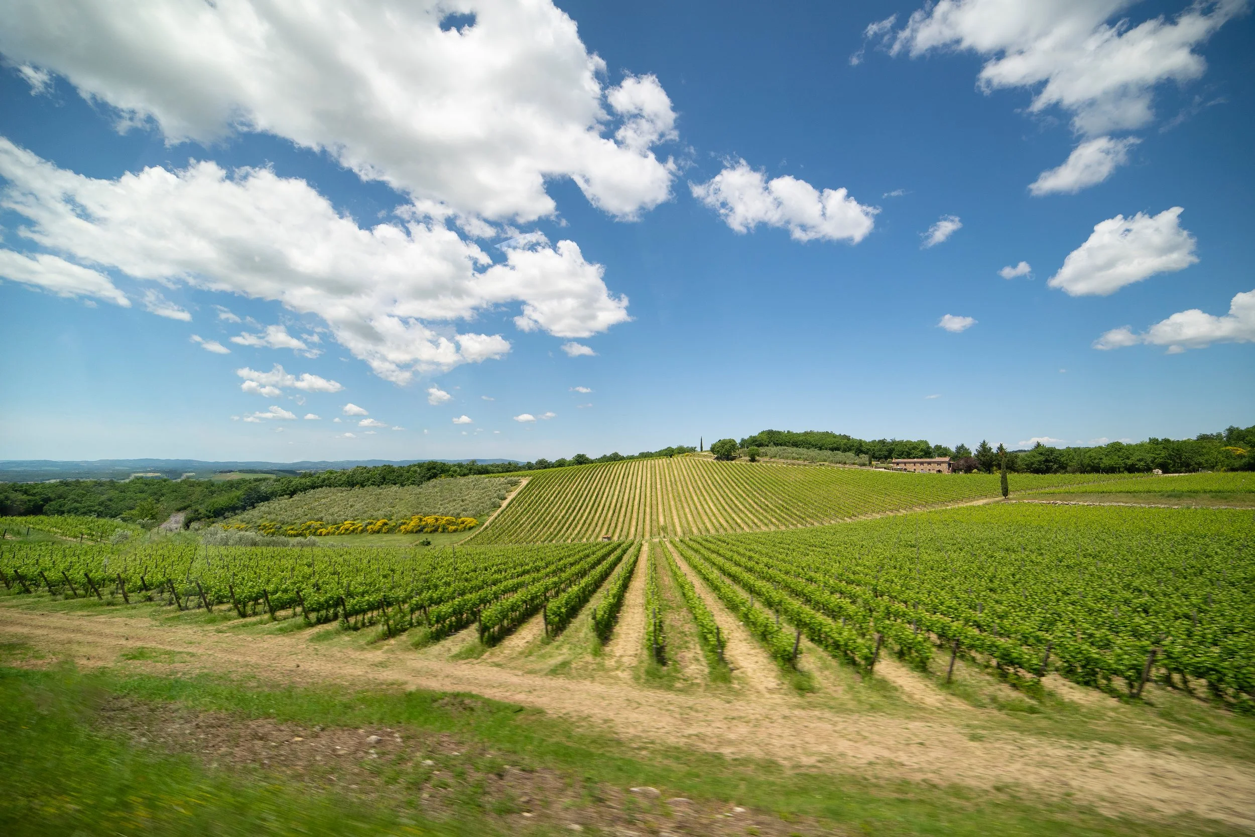 Vineyard with rows of grapevines on rolling hills under a blue sky with clouds.