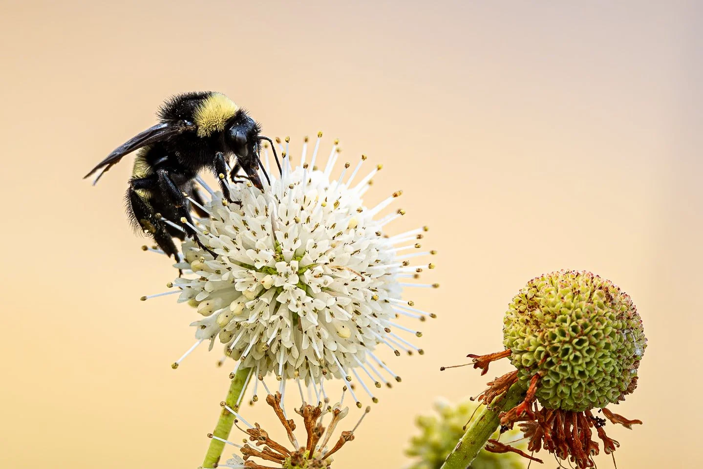 A bee gathering nectar or pollen from a white round flower, with another flower bud nearby, against a plain beige background.