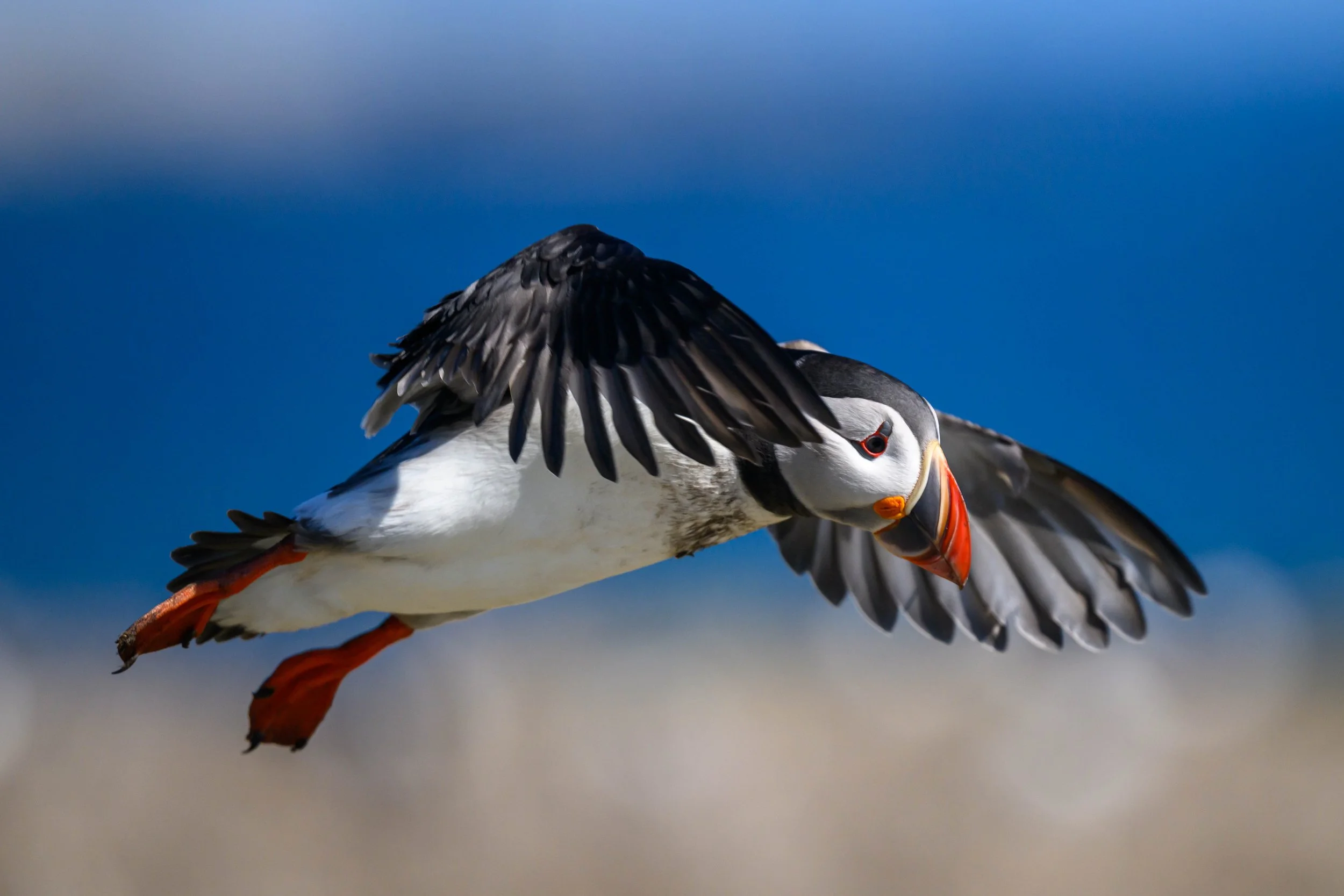 A puffin in flight with outstretched wings against a blue sky and blurred landscape background.