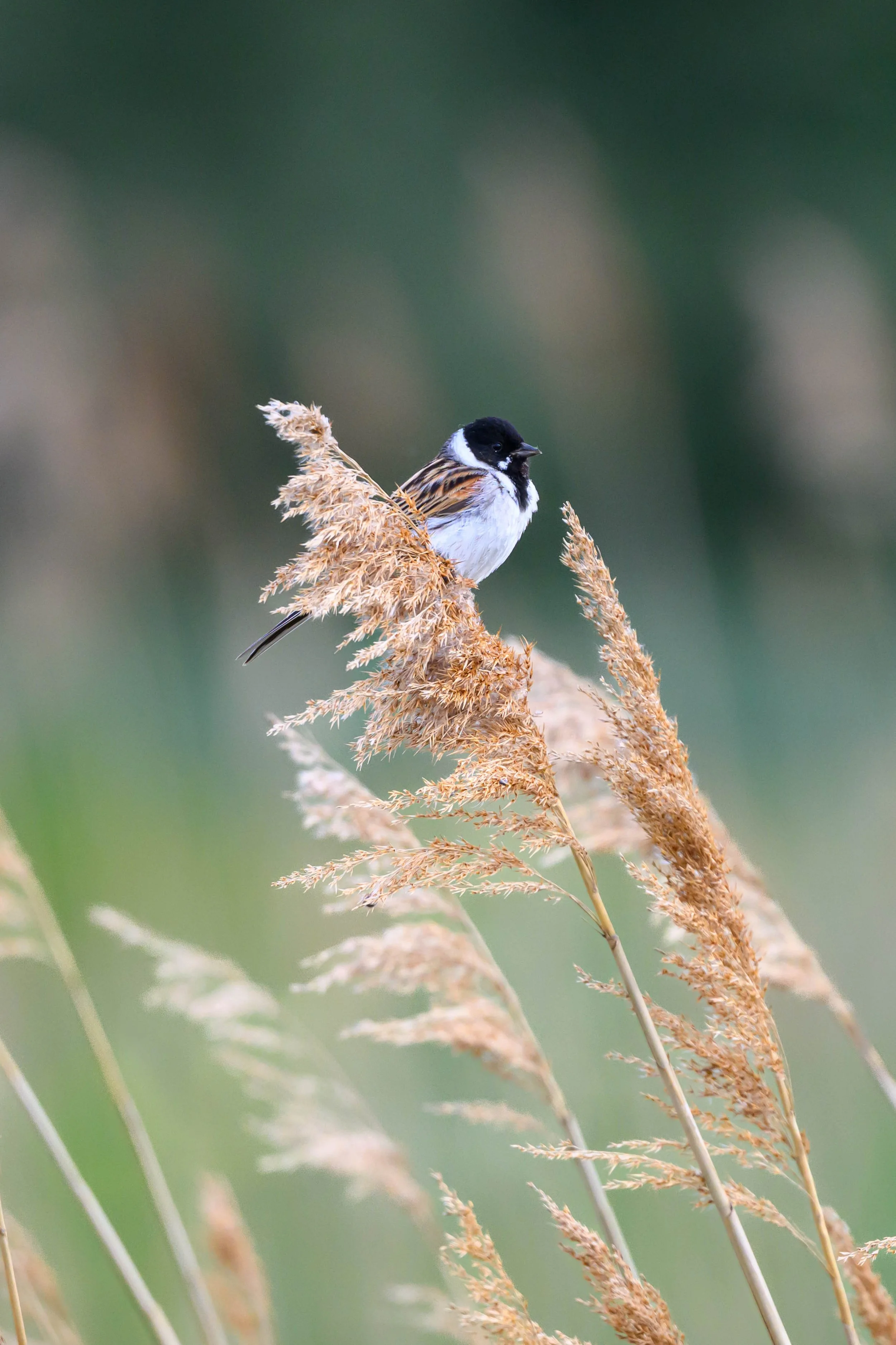 A small bird perched on a dry, brown grass stalks against a blurred green background.