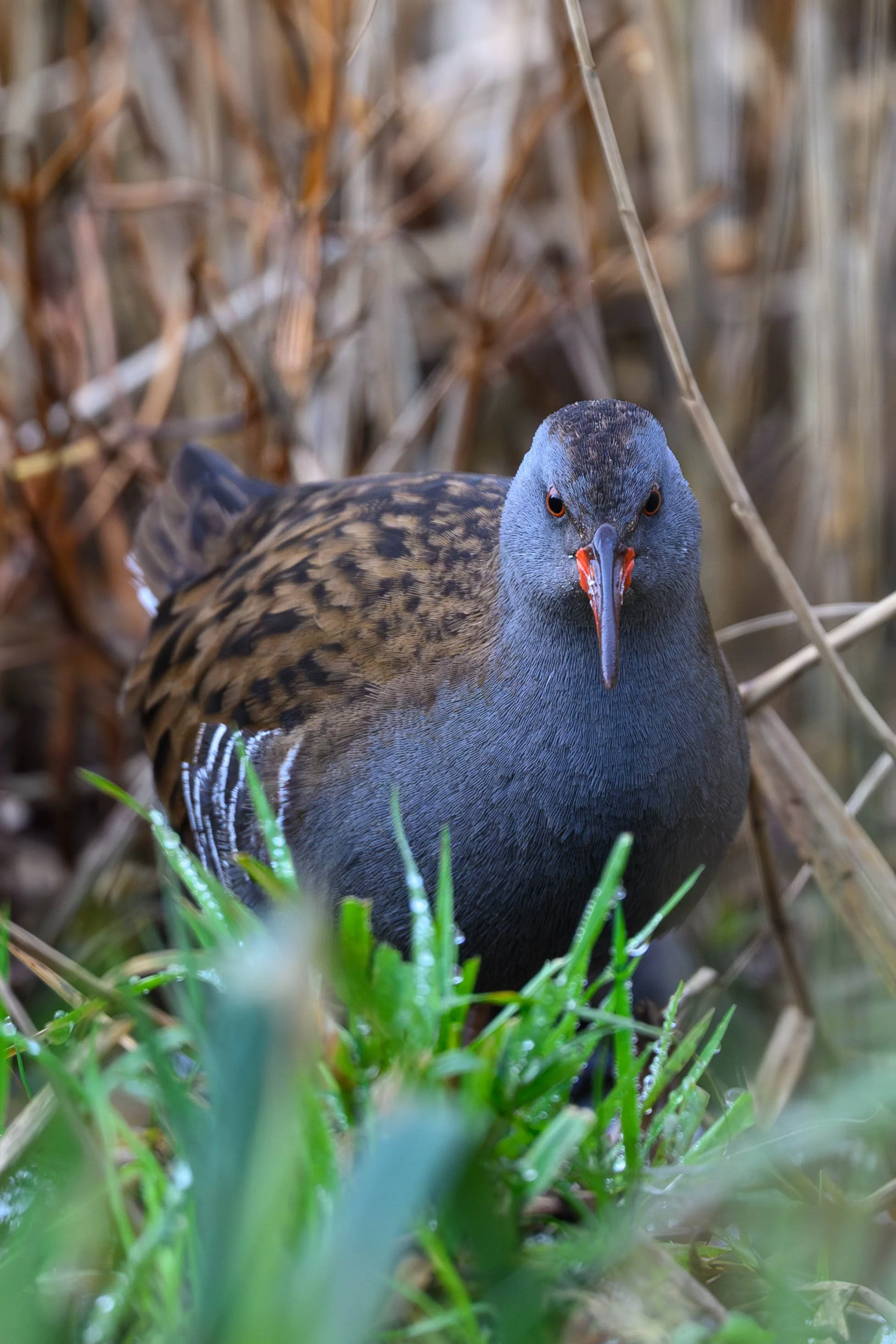 A close-up of a water rail bird in a marshland with tall brown reeds and green grass.