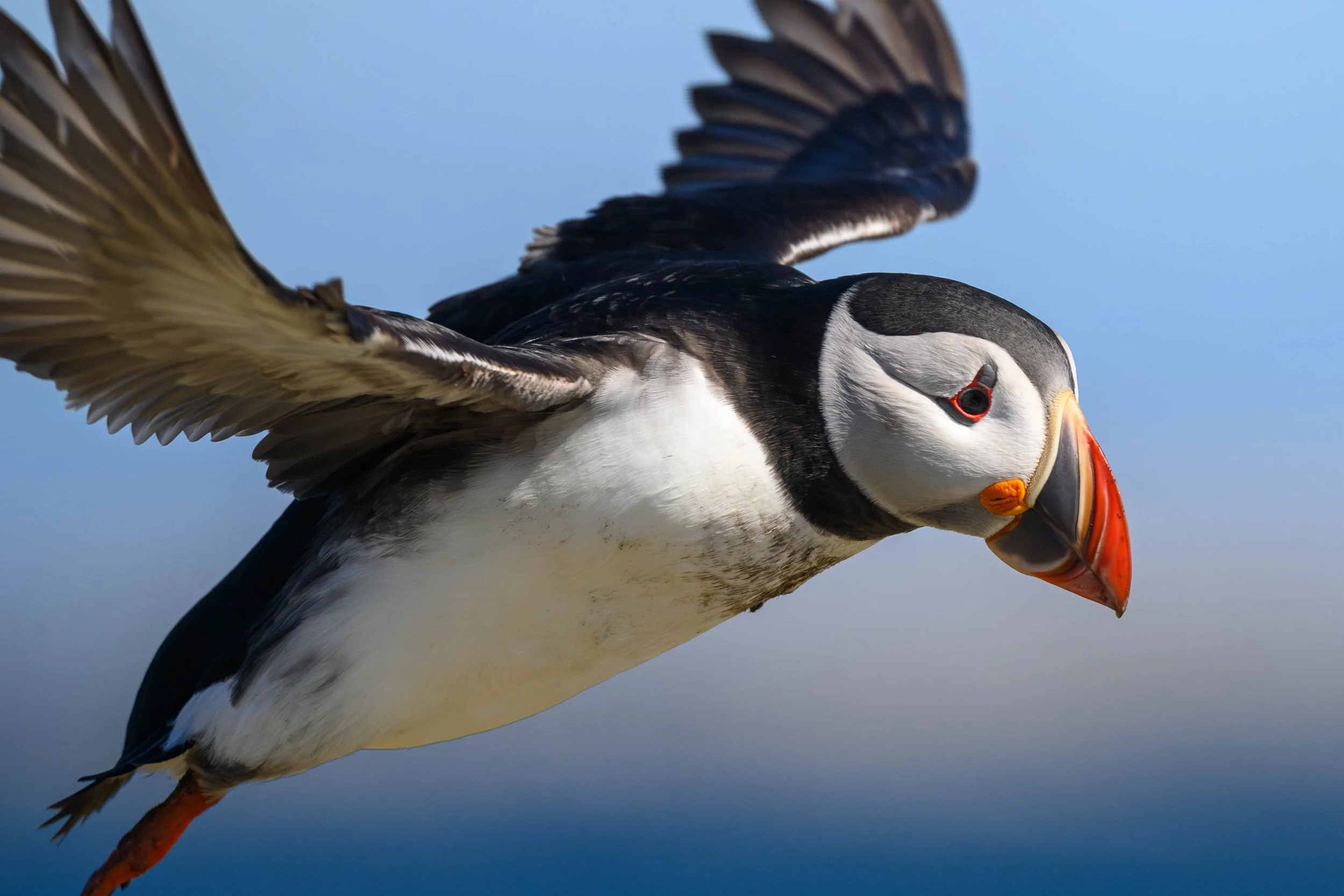 A puffin in flight with wings extended, showing black and white plumage and orange beak against a blue sky background.