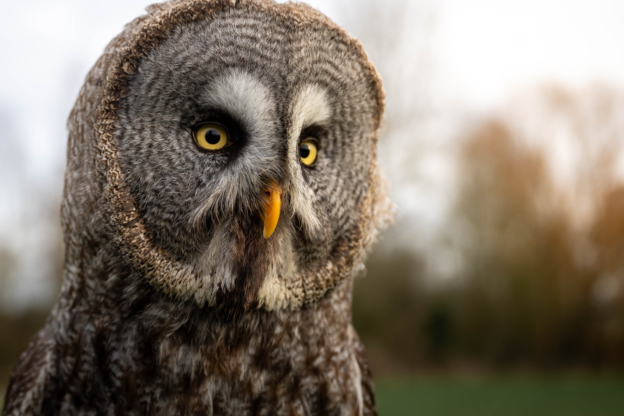 Close-up of a majestic great horned owl with yellow eyes and detailed feather patterns, standing outdoors with a blurred background.