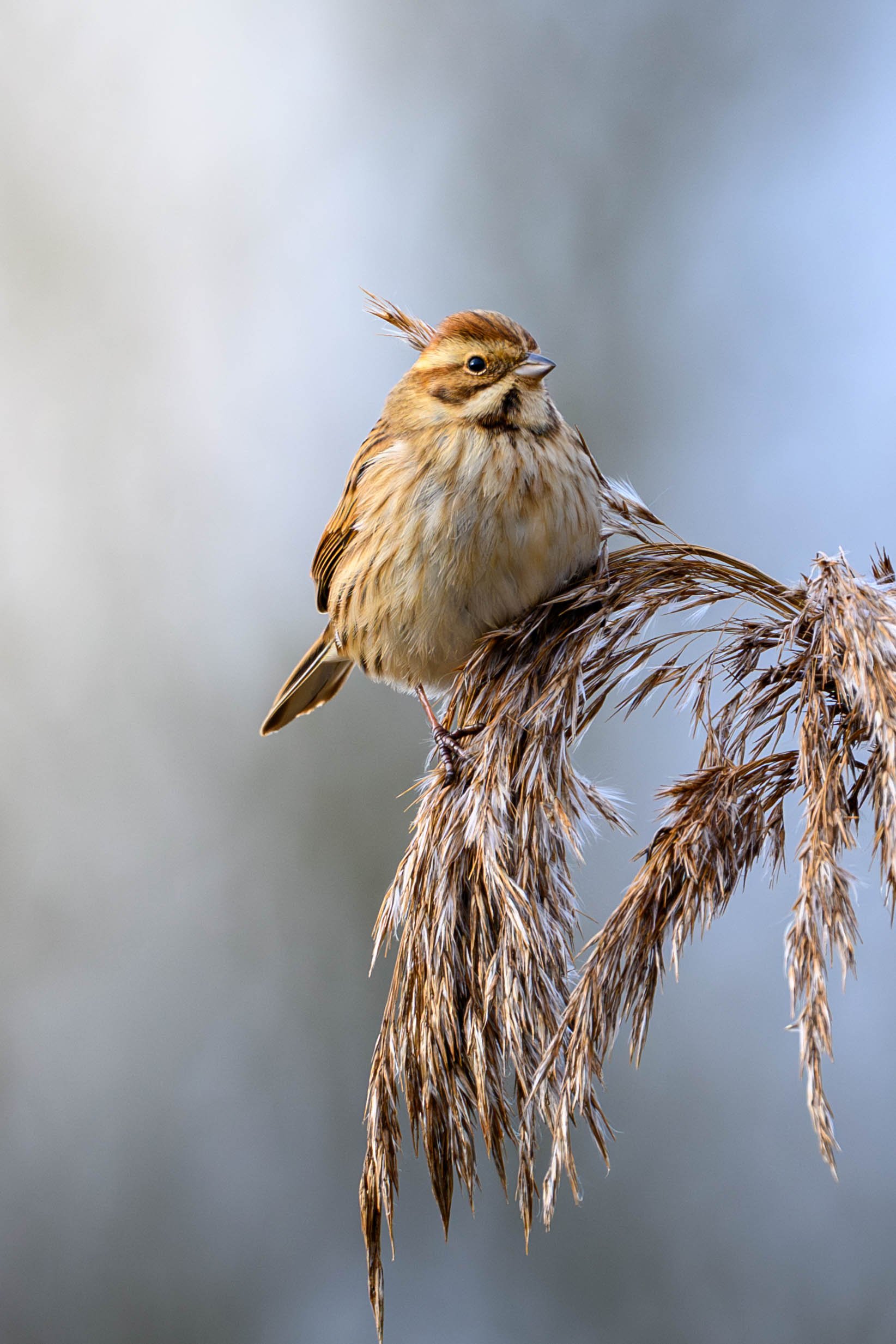 A small brown bird with a crest on its head perched on a dried grass stalk.