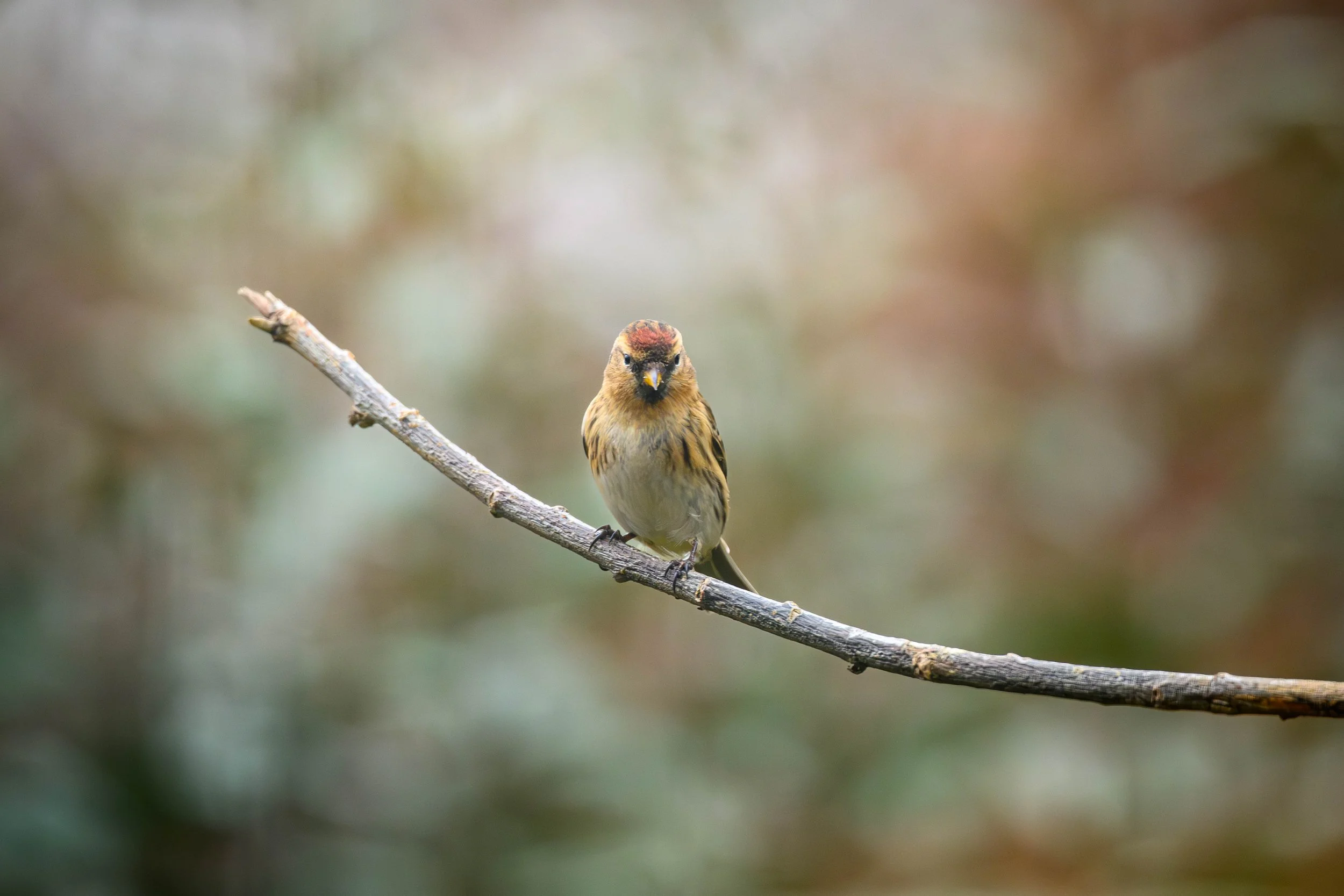 A small bird with brown and yellow feathers perched on a thin, horizontal branch or stick, with a blurred natural background.