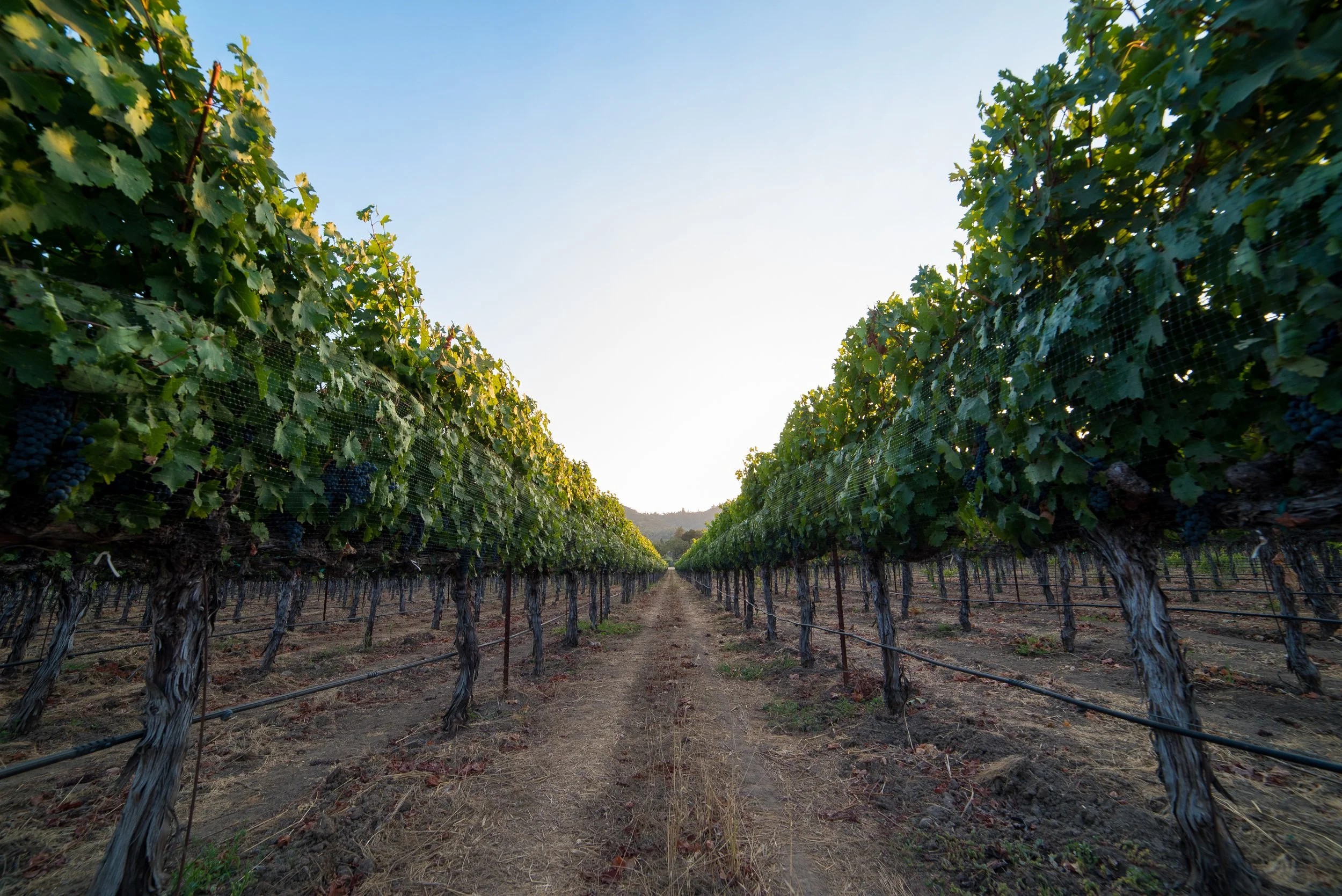 Vineyard with rows of grapevines and green leaves under a clear sky.