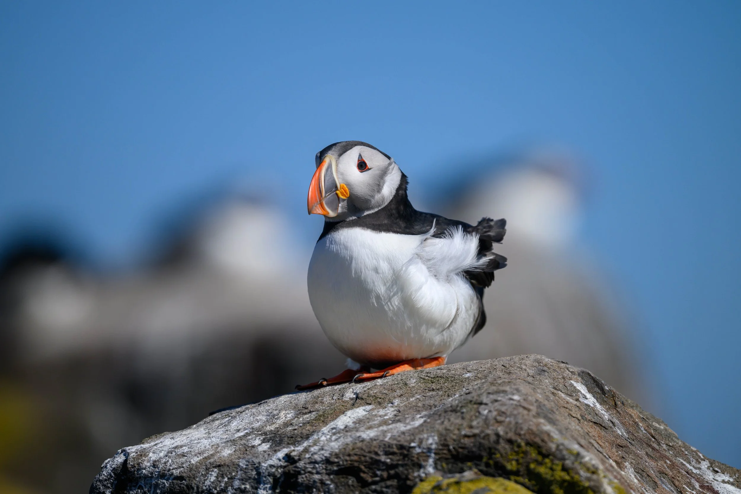 A puffin bird with black and white feathers and a large colorful beak, standing on a rock with a blue sky in the background.