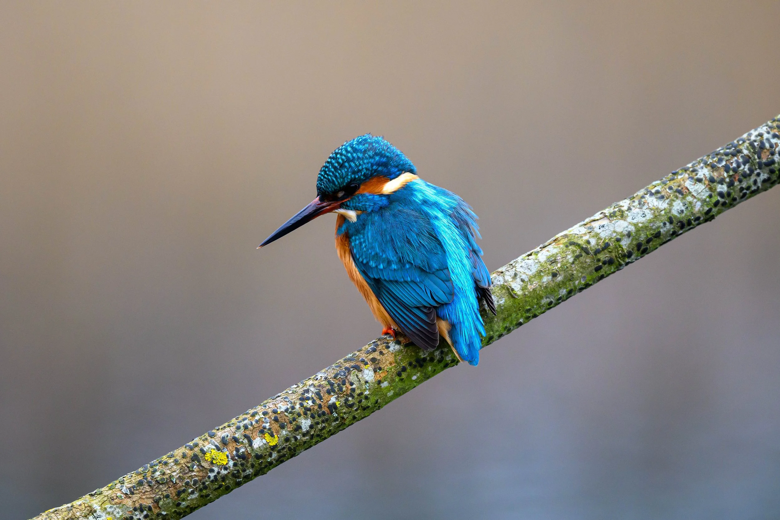 A colorful kingfisher bird perched on a mossy, lichen-covered branch, with a blurred neutral background.