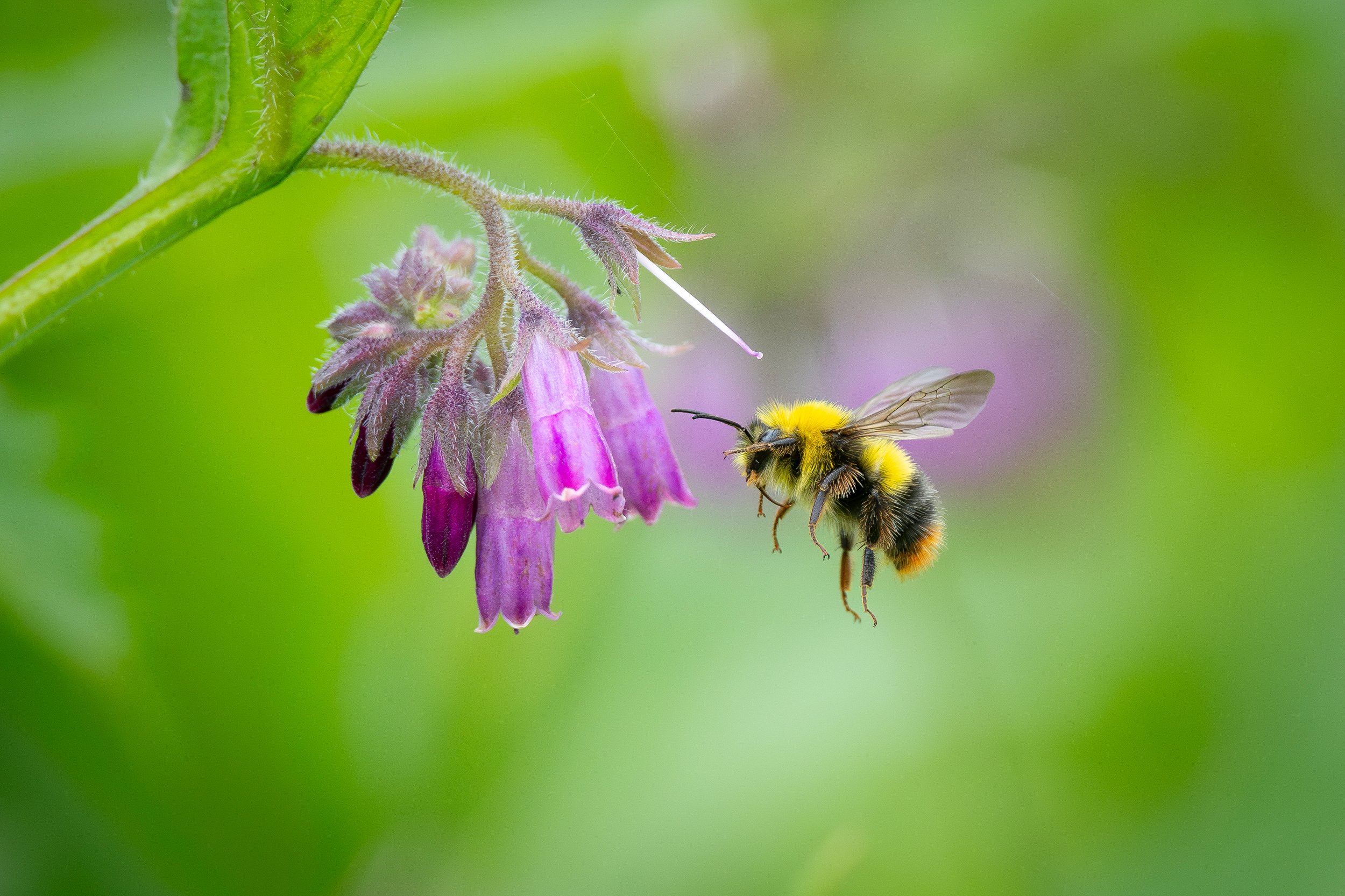 A bee with black and yellow fuzzy body flying near purple bell-shaped flowers against a green background.