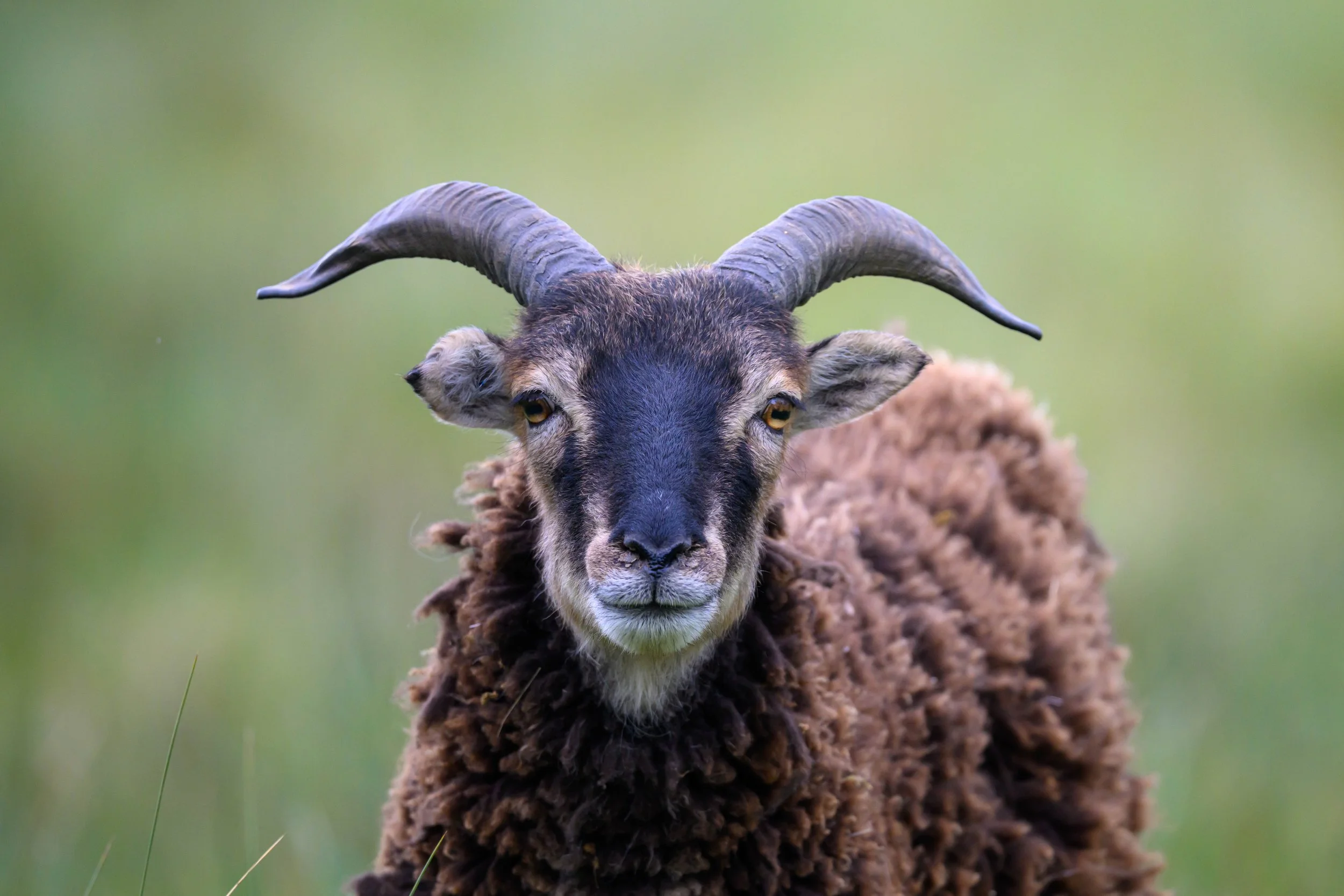 Close-up of a brown sheep with large curved horns and a fluffy wool coat, facing forward in a grassy field.