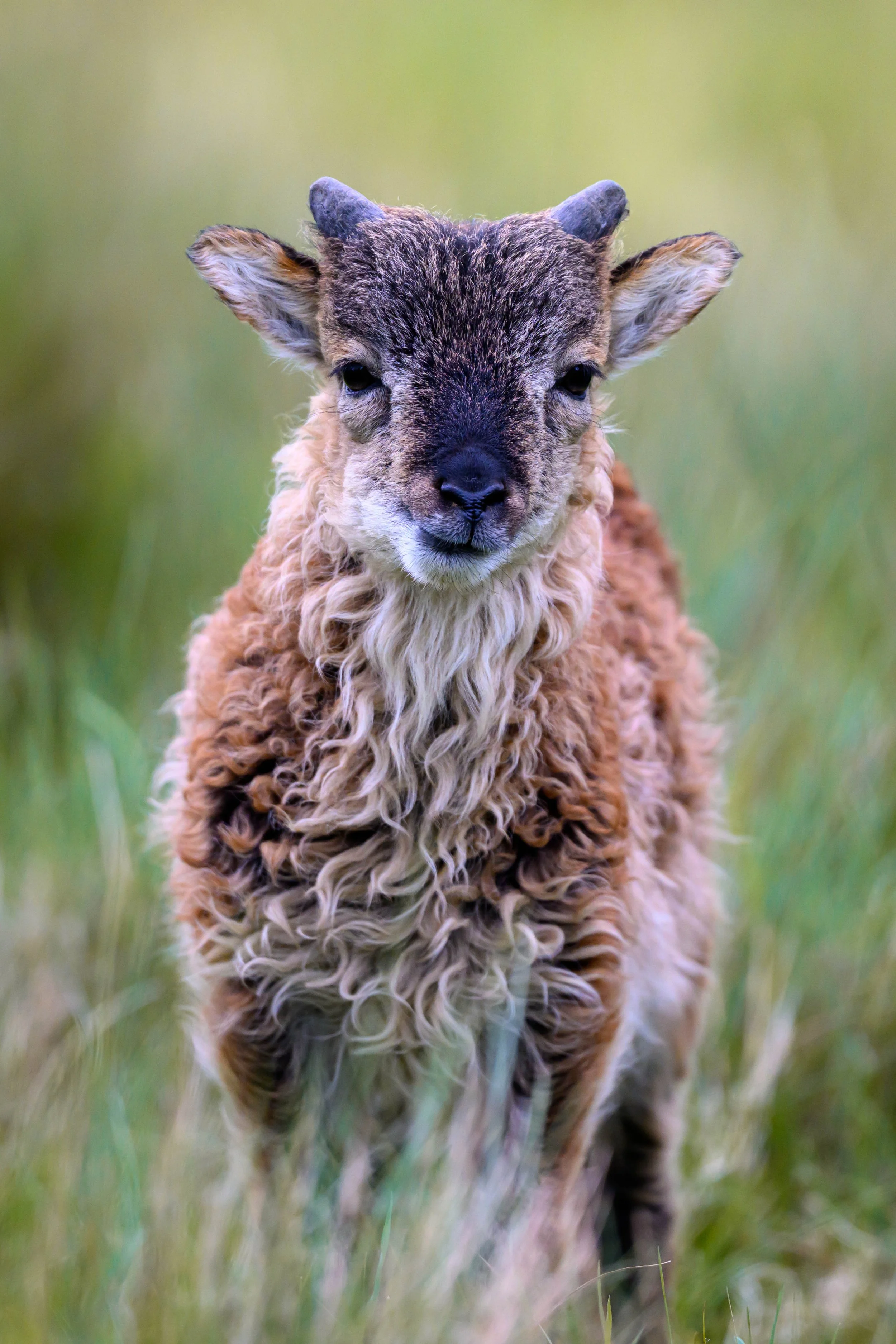 Close-up of a young lamb with curly wool and a dark face, standing in a grassy field with a blurred green background.