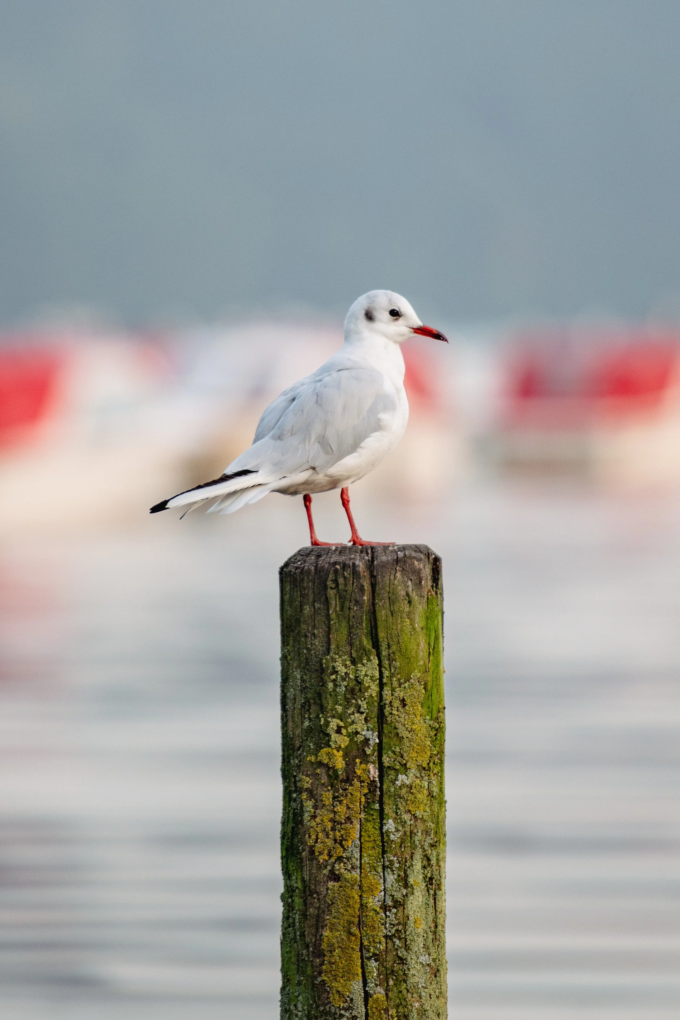 A seagull perched on a weathered wooden post near the water, with blurred boats in the background.