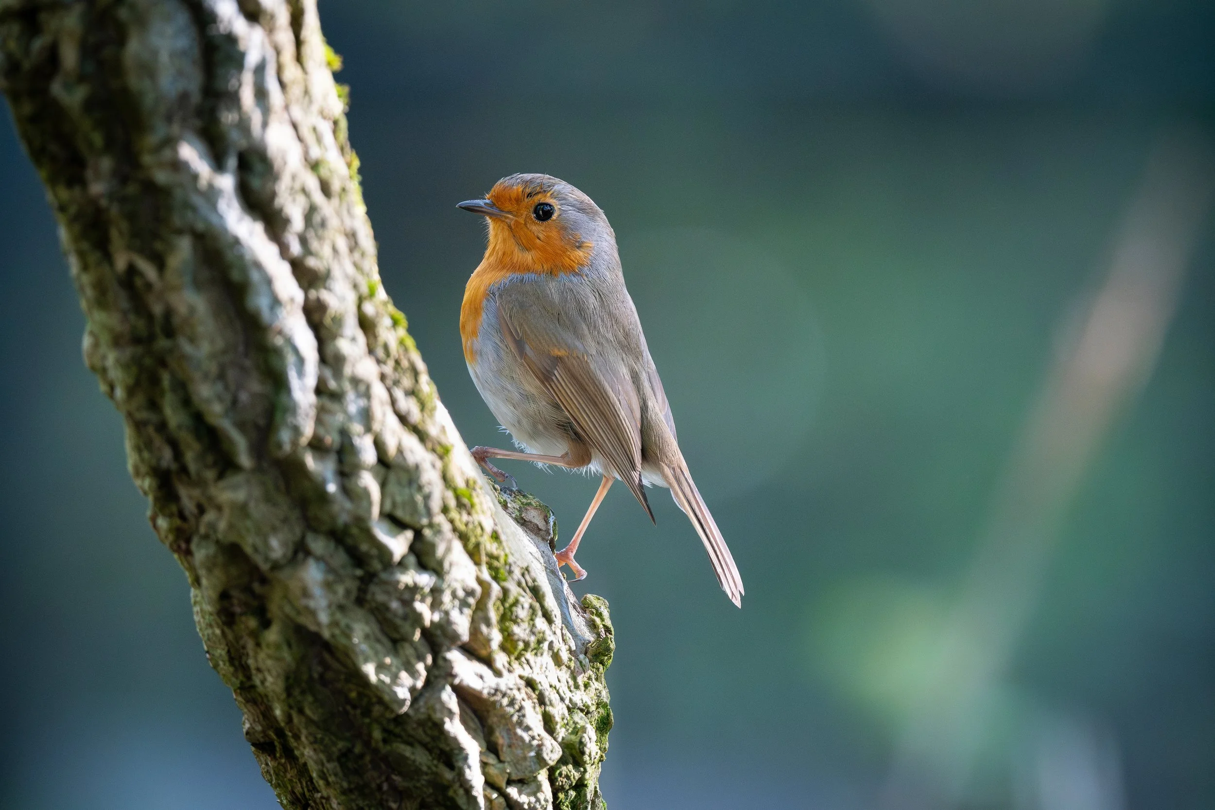 A small bird with an orange face and chest, gray back, sitting on a moss-covered tree branch with a blurred green and blue background.