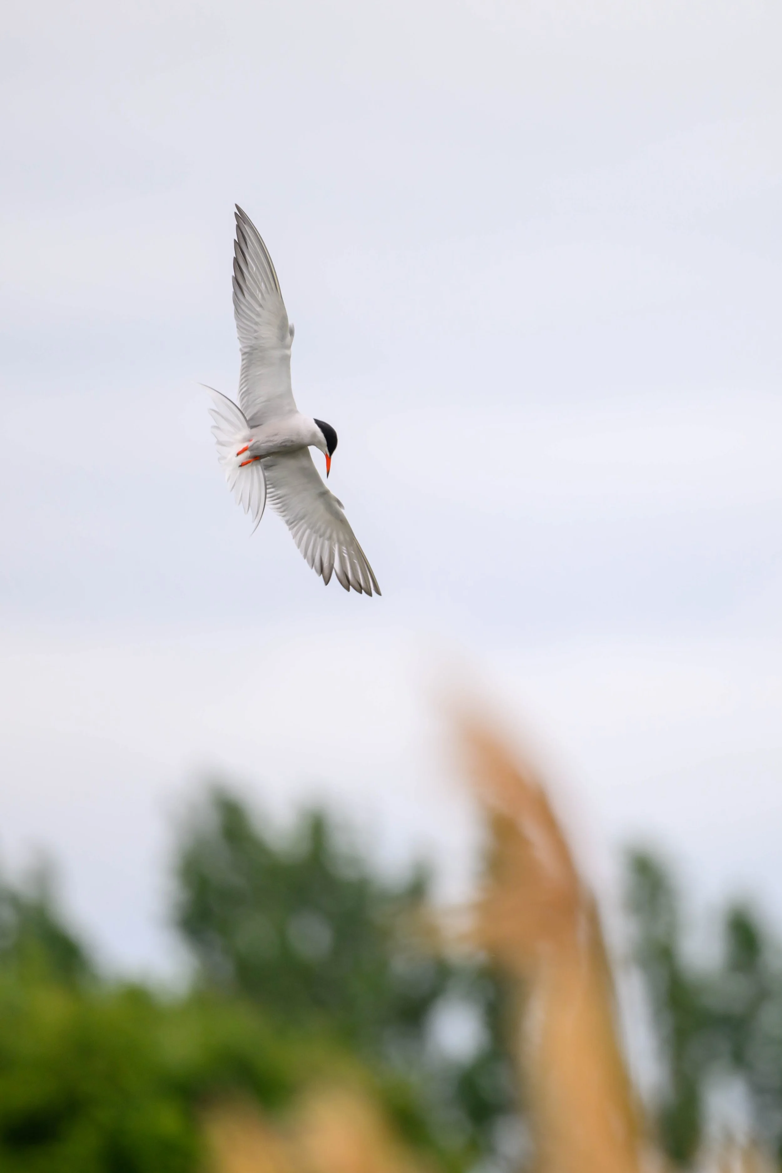 A bird with black head, white body, and orange beak and feet flying against cloudy sky.