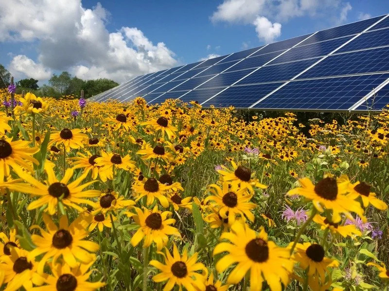 A field of yellow flowers with solar panels in the background and a partly cloudy sky.