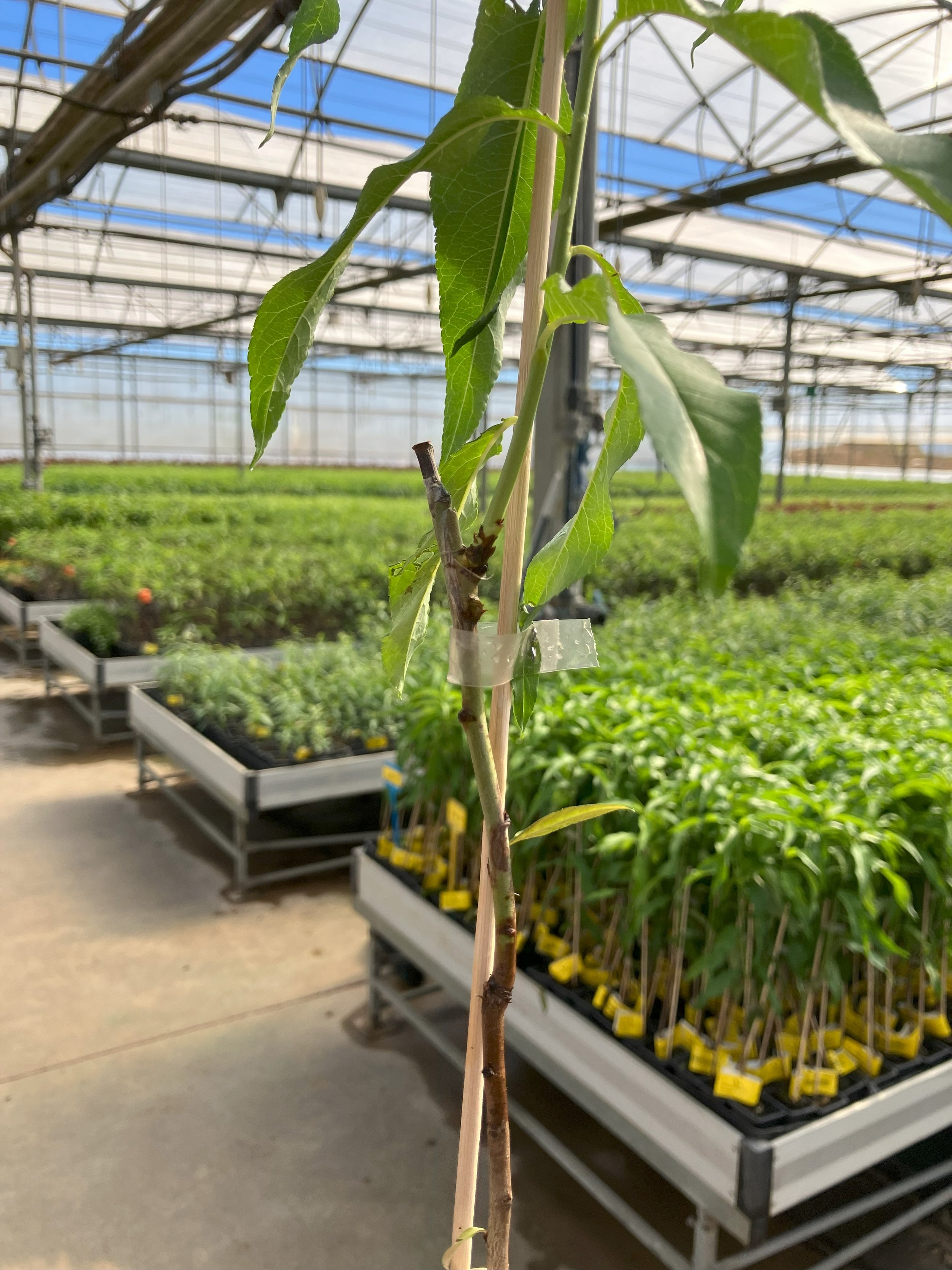 micrografting-almonds-spain-buddy-tape.jpeg