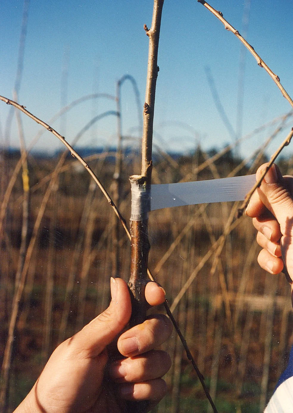 Nursery worker using Buddy Tape for cherry tree grafting in the United States.