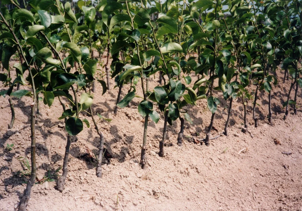 Buddy Tape used during pear tree grafting in a commercial fruit tree nursery.