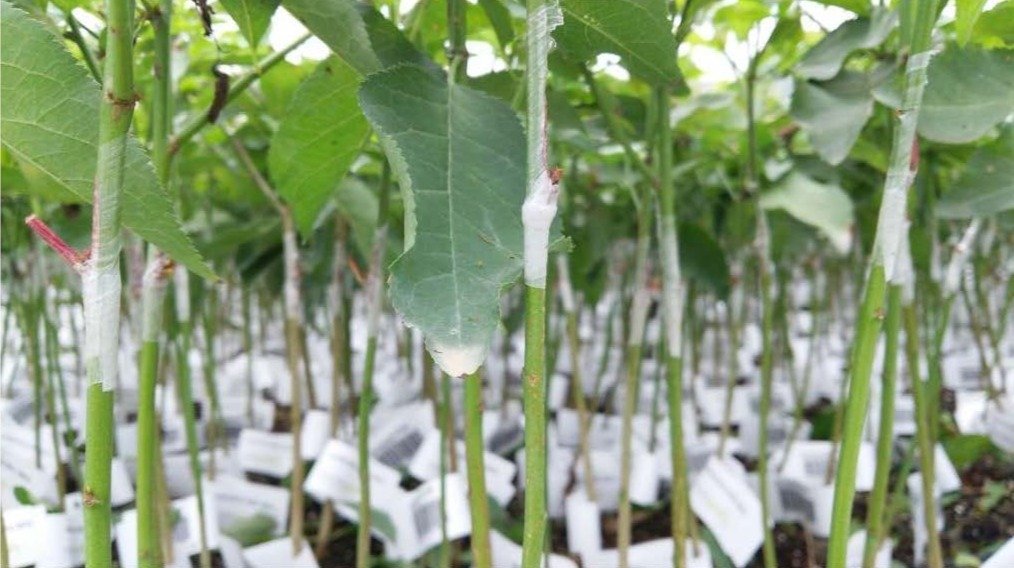 Buddy Tape used for almond grafting in a commercial greenhouse nursery in Valencia, Spain.