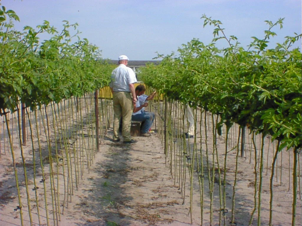 Buddy Tape used for rose budding in a commercial nursery in the Netherlands.