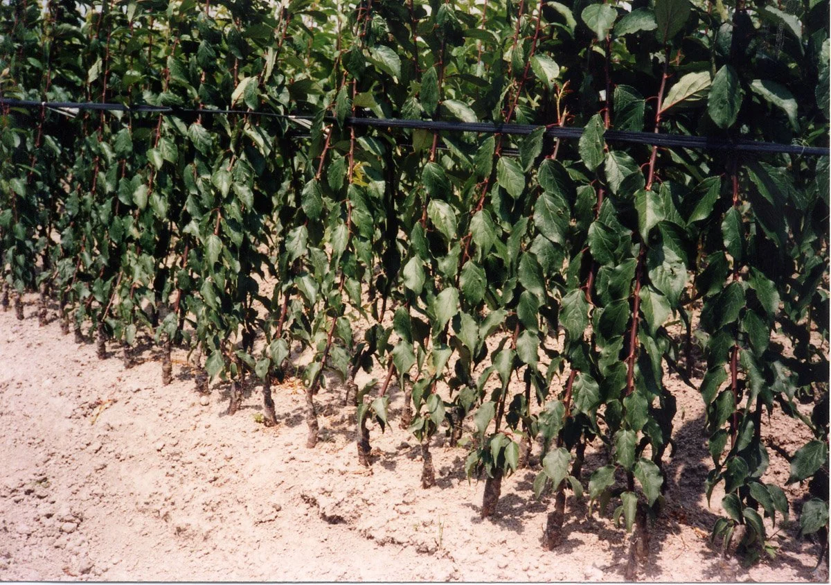 Buddy Tape used during plum tree grafting in a commercial fruit tree nursery.