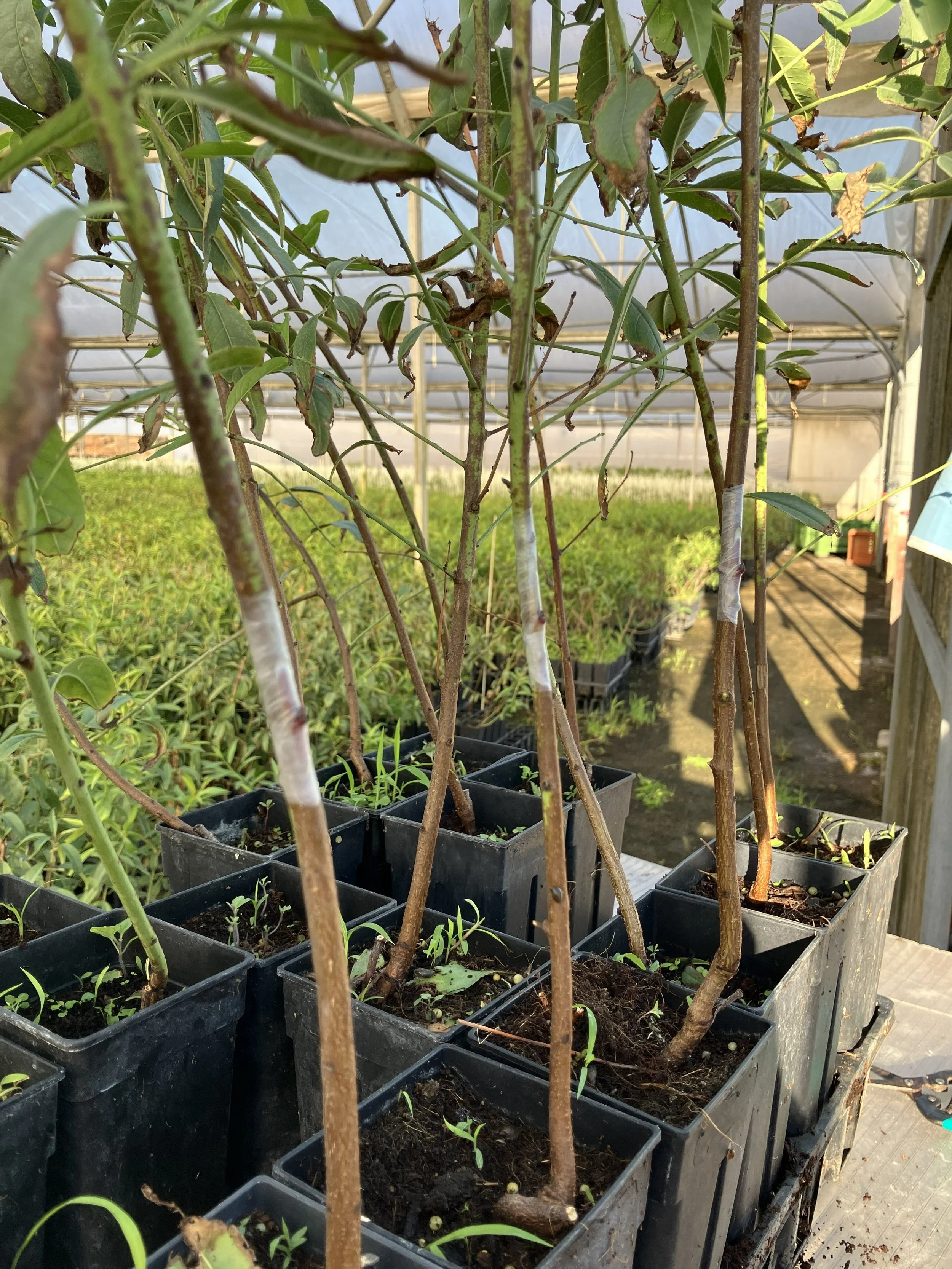 Buddy Tape used for peach grafting in a commercial greenhouse nursery in Valencia, Spain.