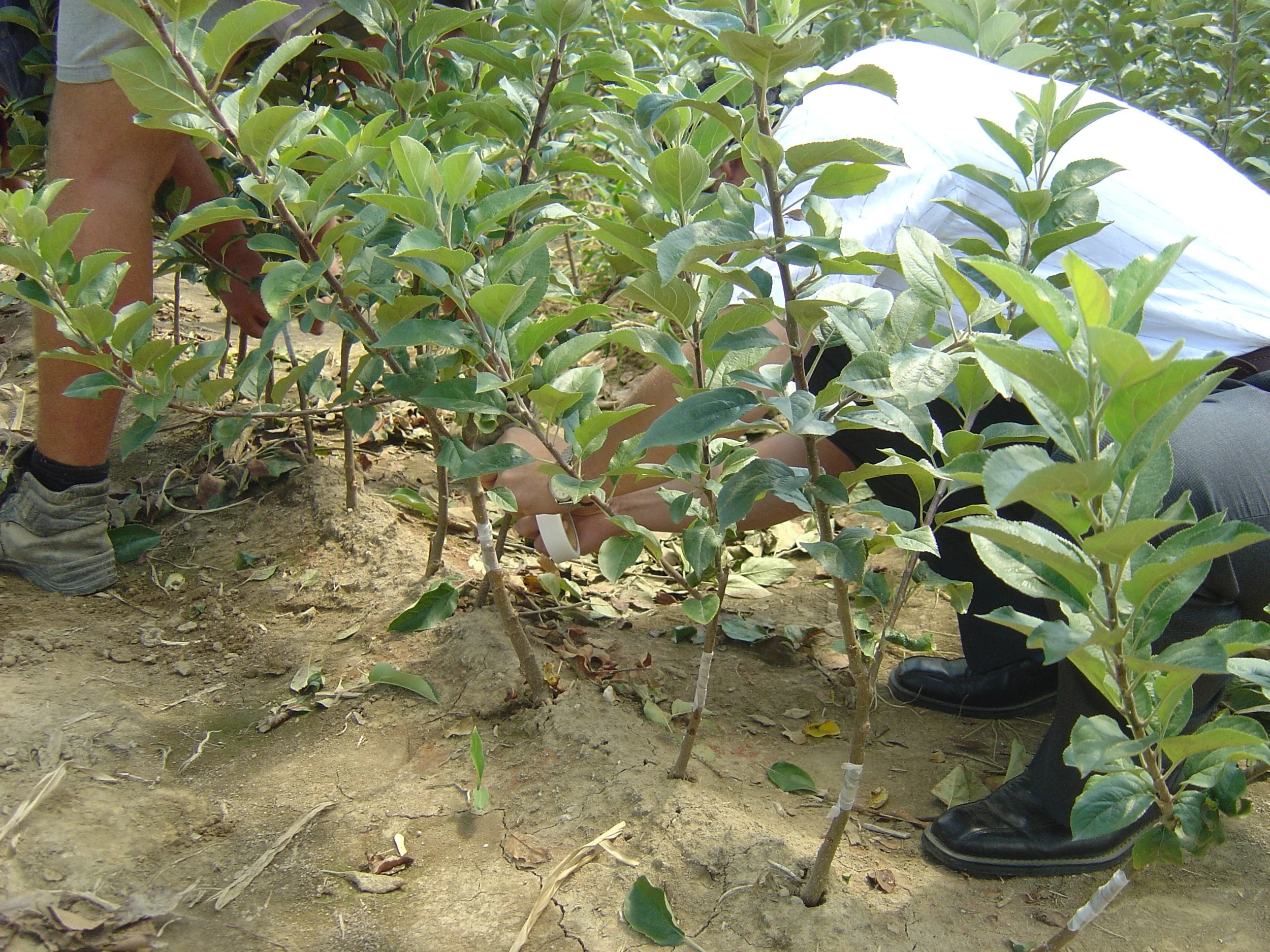 Buddy Tape used for apple tree grafting in an Italian commercial fruit tree nursery.