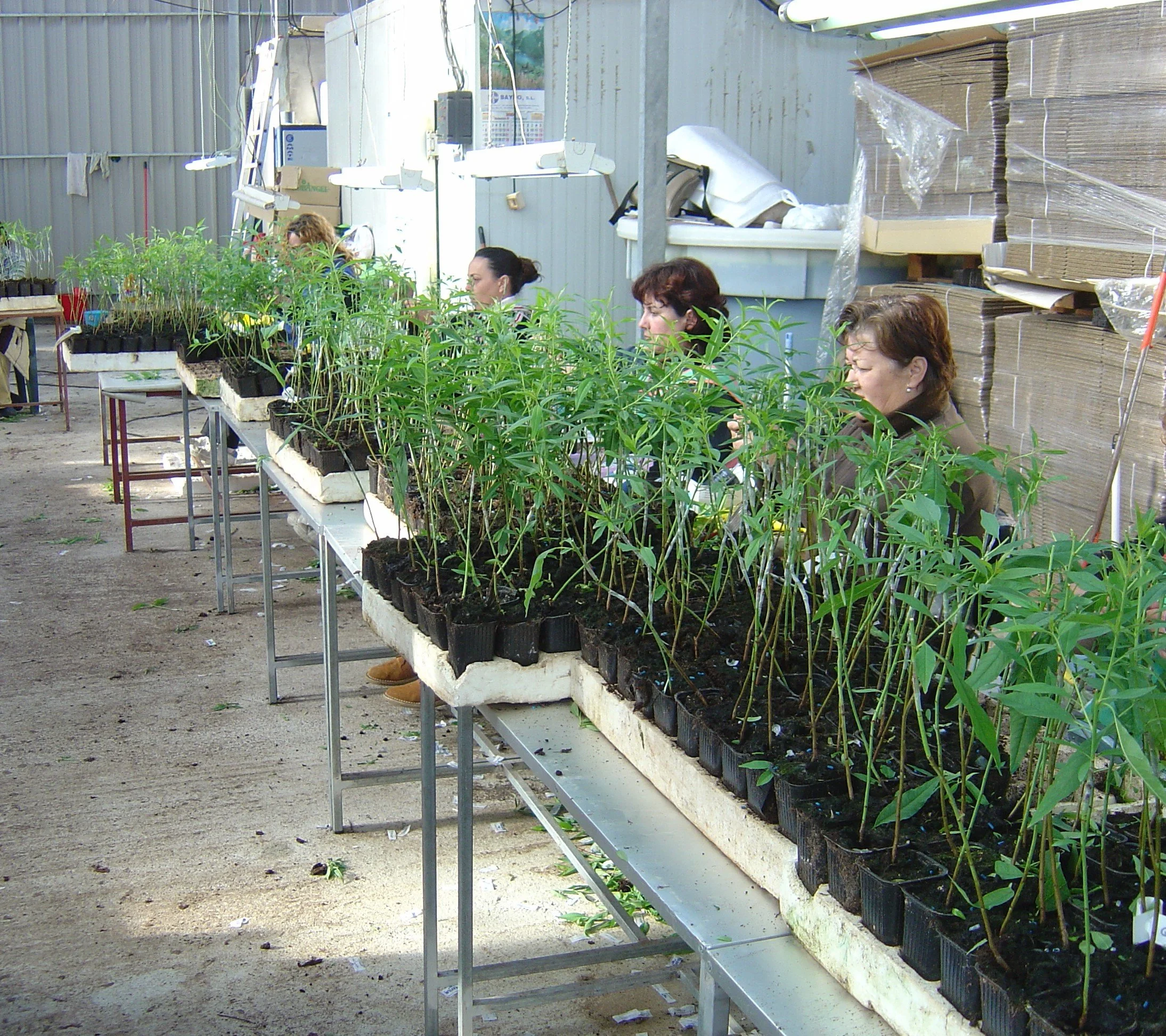 Commercial nursery staff grafting young plants with Buddy Tape during large-scale plant propagation.