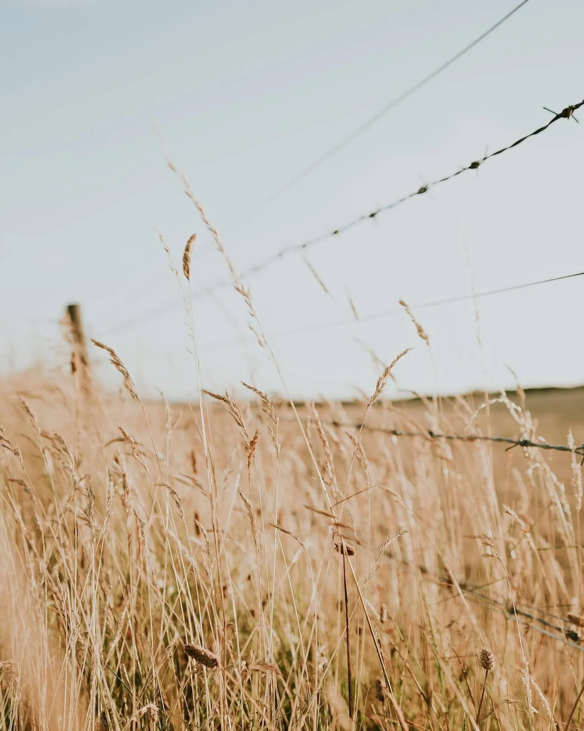 A field of tall, dry grass with a barbed wire fence in the background under a pale, clear sky.