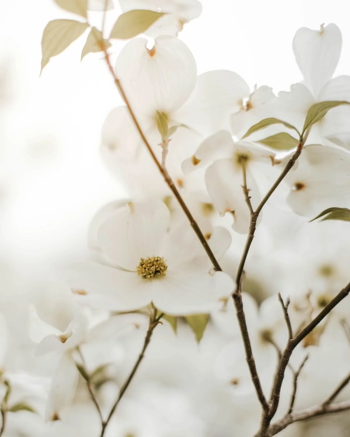 Close-up of white dogwood flowers with green leaves and brown branches against a bright background