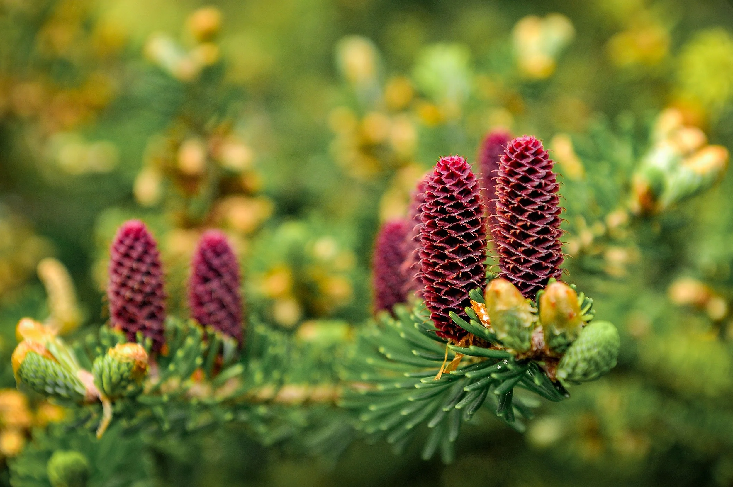 Pink spruce cones on a New England pine branch, Connecticut therapy practice