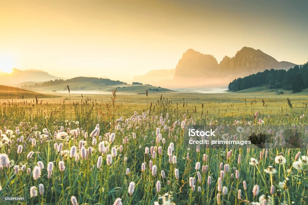 A sunrise over a grassy field filled with white and purple wildflowers, with mountains in the background.