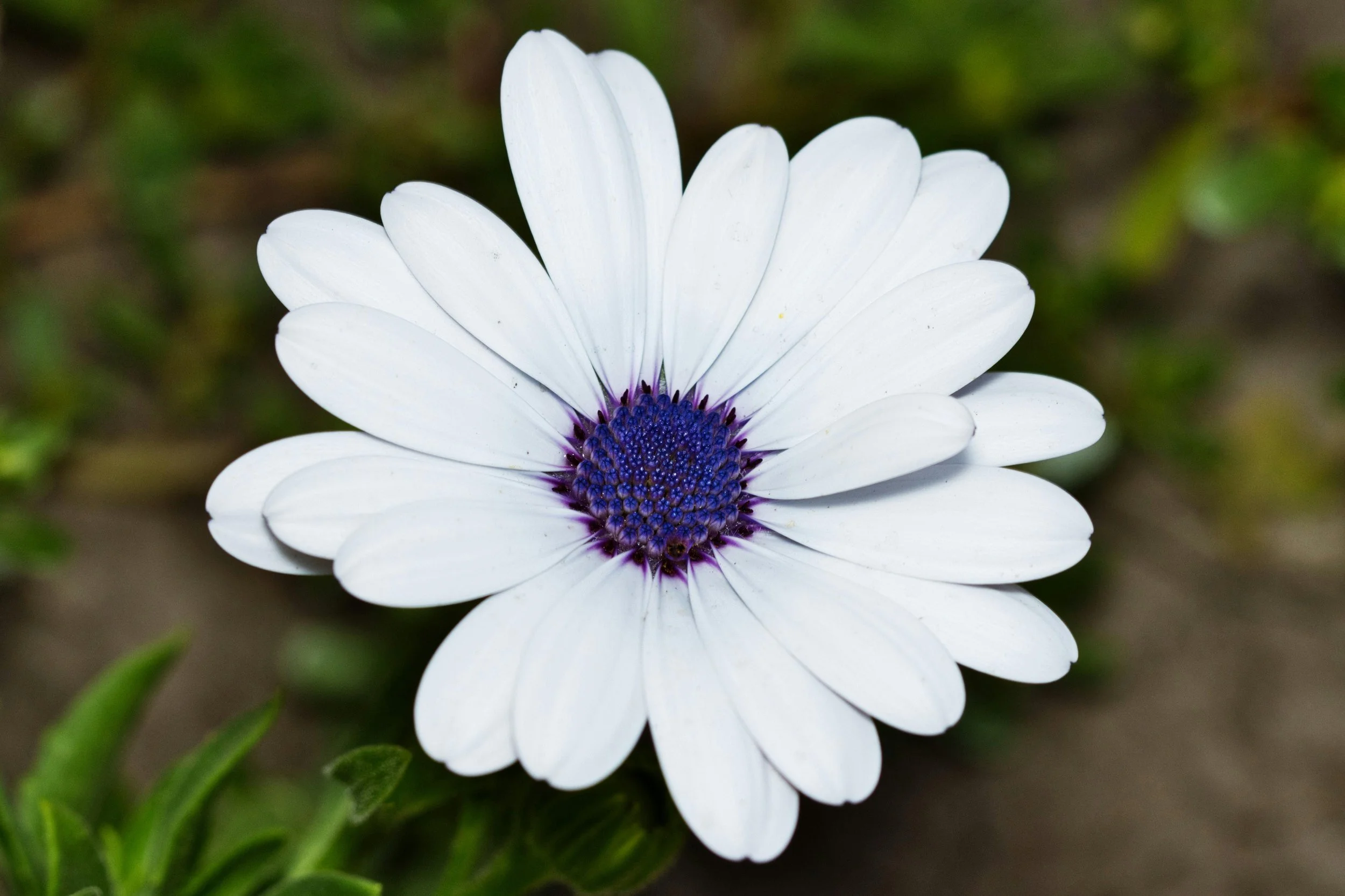 Close-up of flowers with soft focus background, anxiety therapy practice in New York City