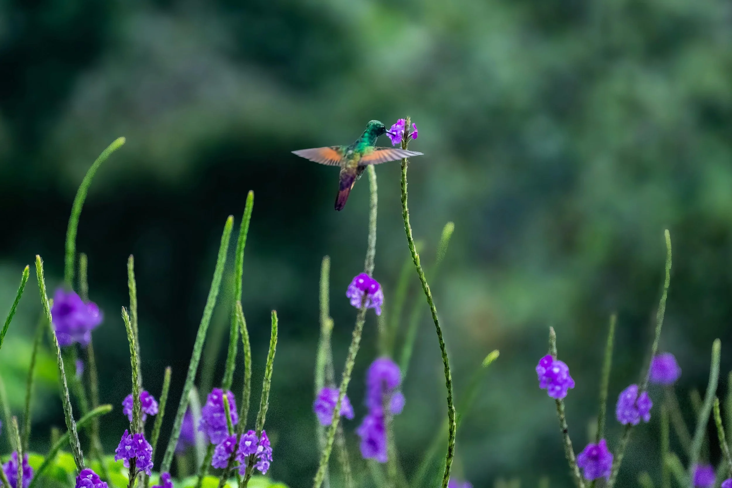 Hummingbird hovering at purple wildflowers, specialized therapy practice for New Jersey clients