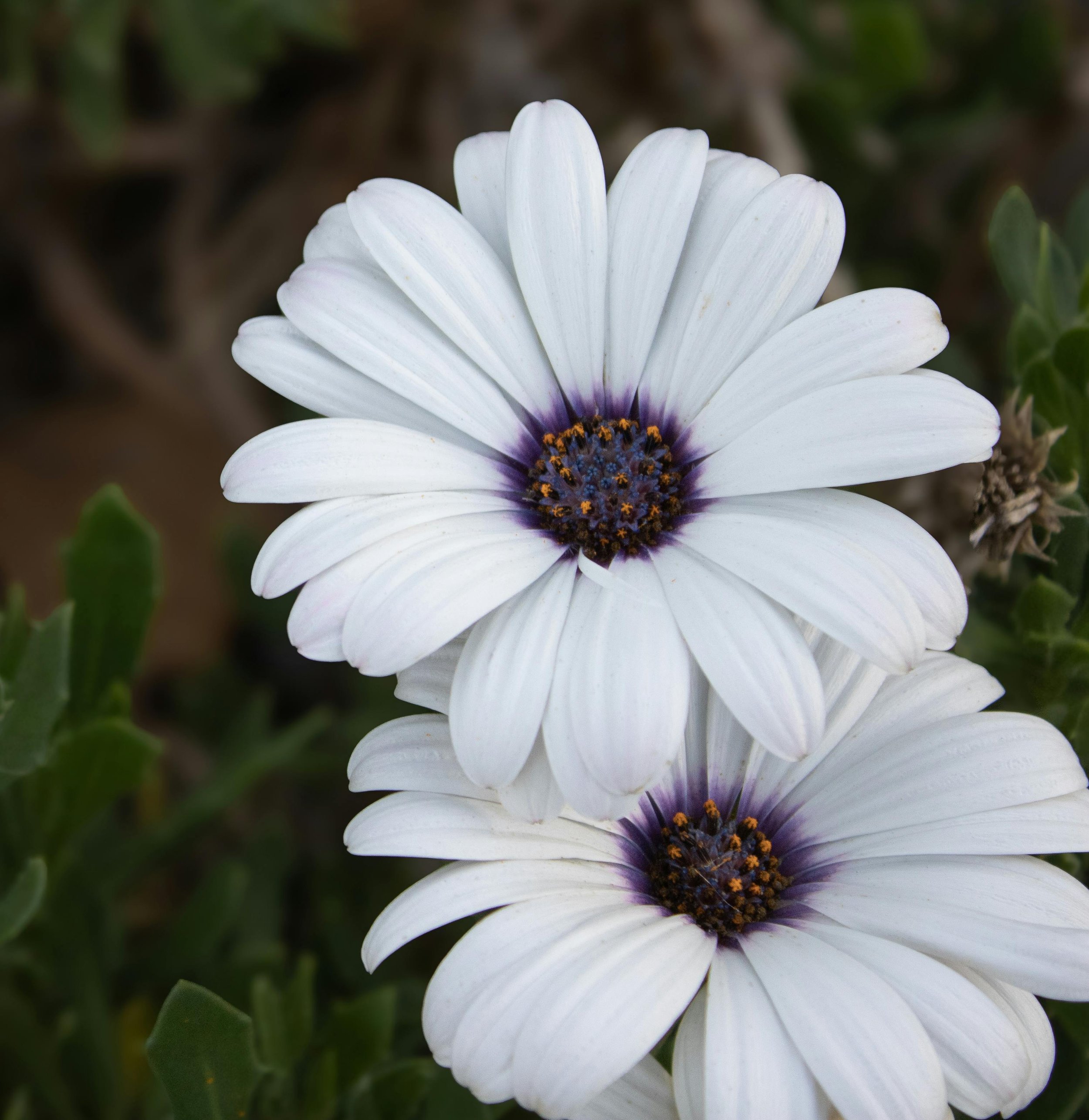 flowers with soft focus background, BDD therapy practice in New York City
