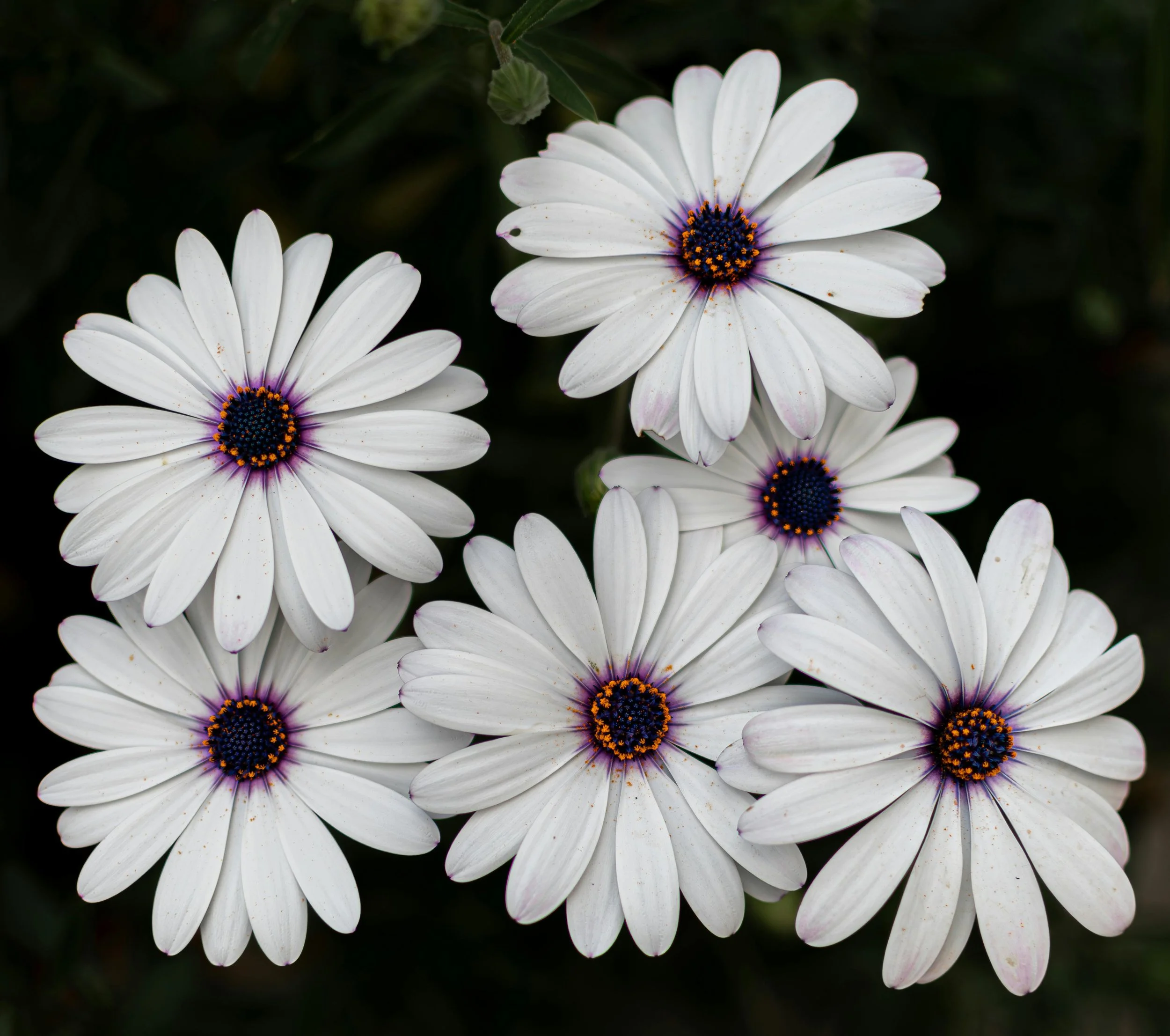 White flowers with soft focus background, OCD therapy practice in New York City