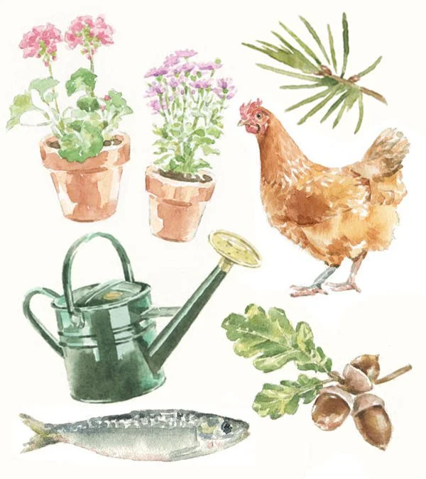 Selection of watercolour illustrations for Waitrose homewares
